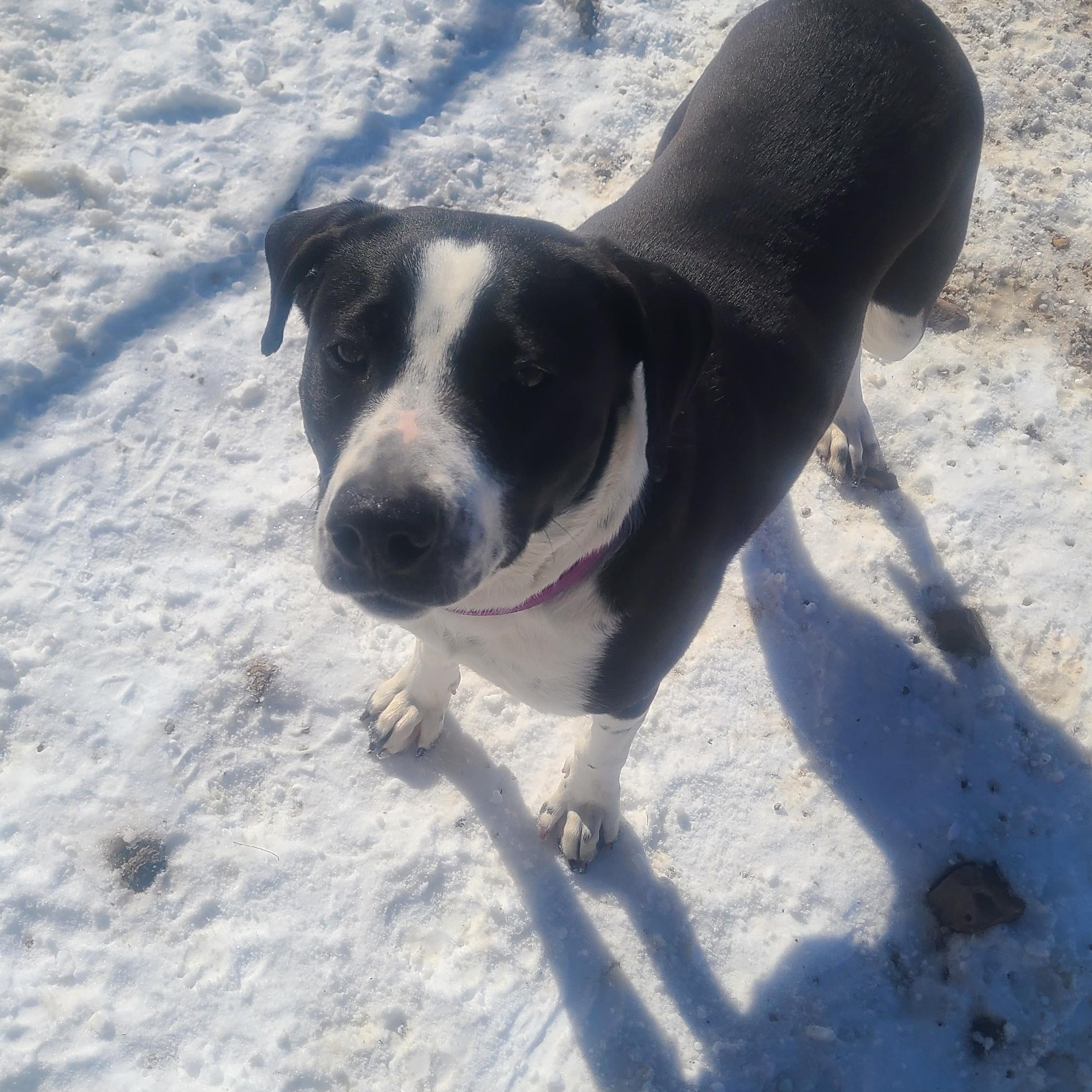 Sophia, a ADOPTABLE mixed breed in Newcastle, WY image 2/3