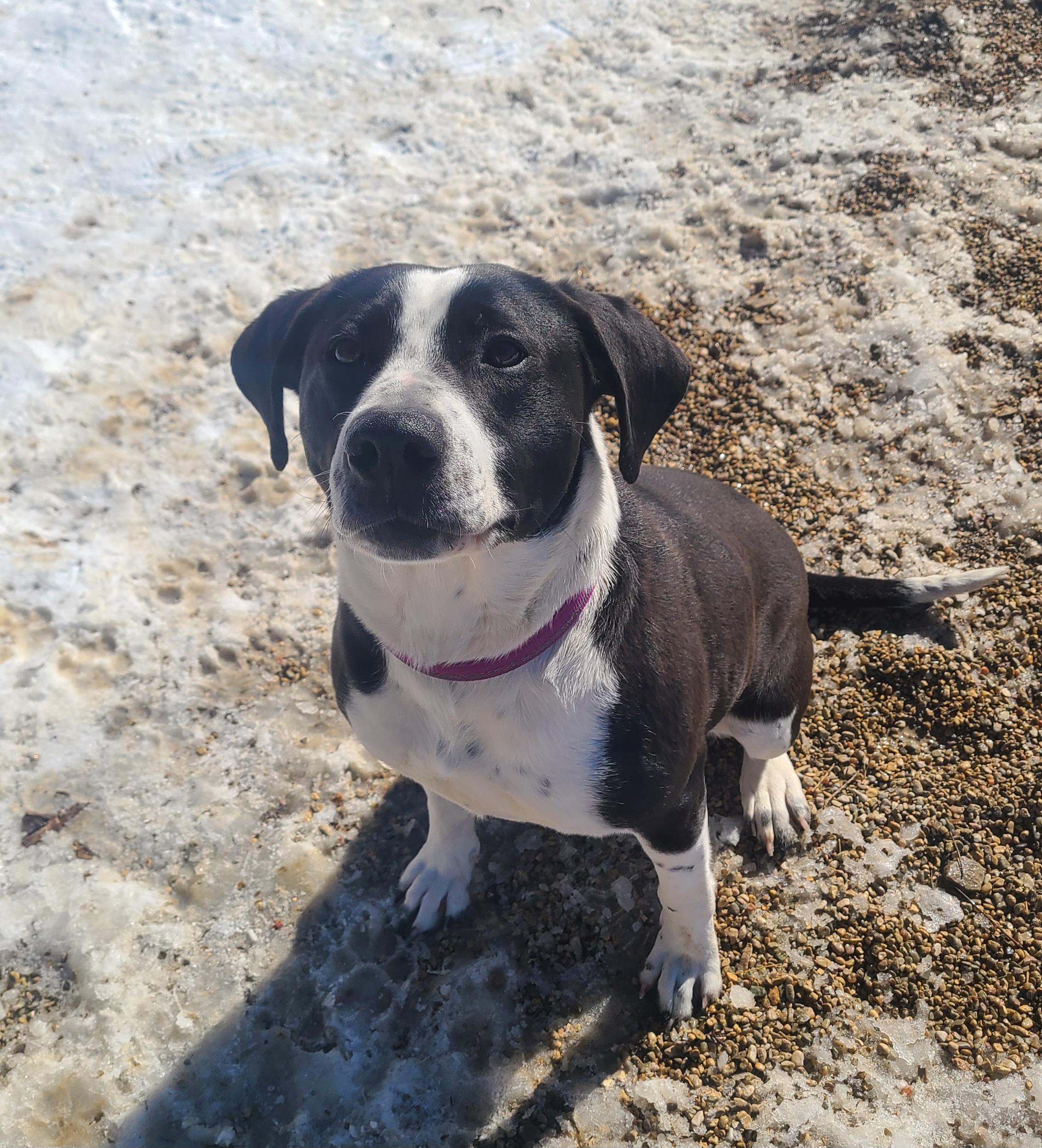 Sophia, a ADOPTABLE mixed breed in Newcastle, WY image 3/3