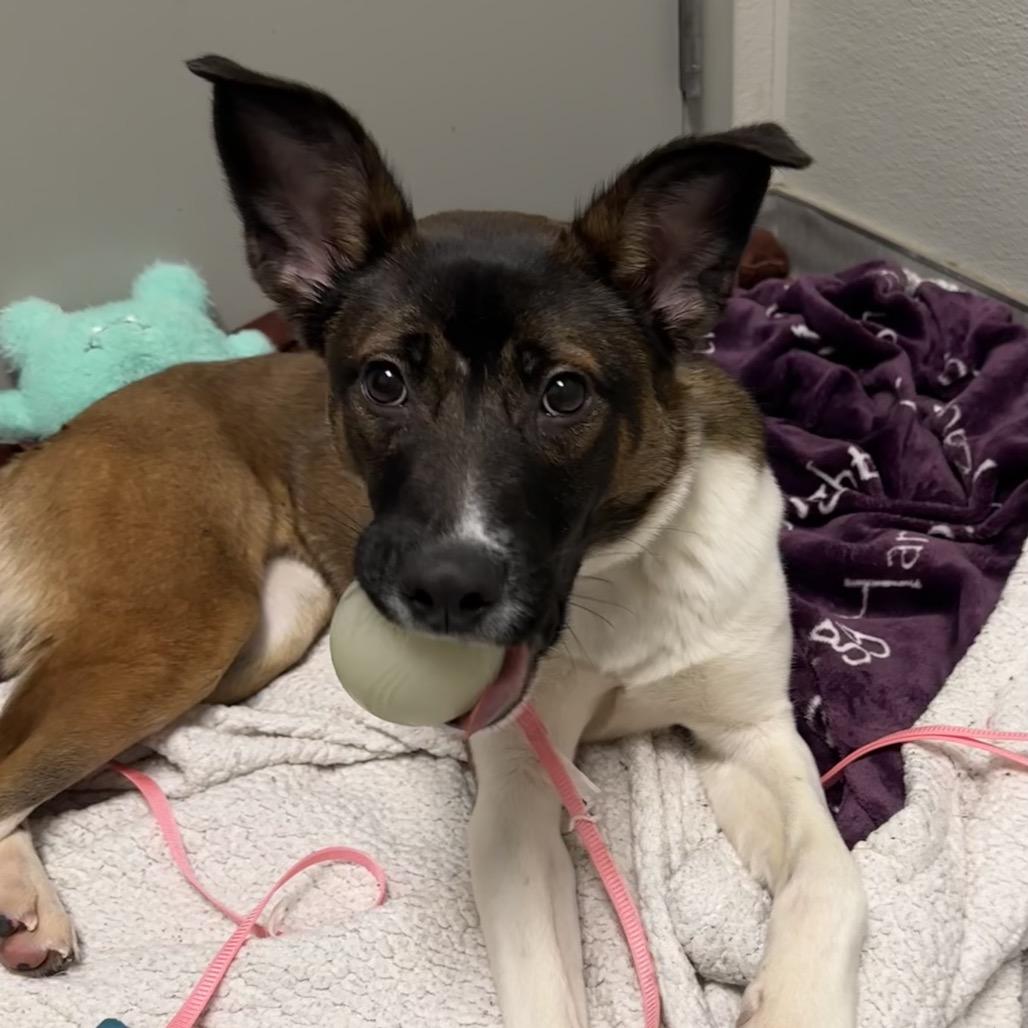 Jasmine, Adoptable, Young Female Mixed Breed.