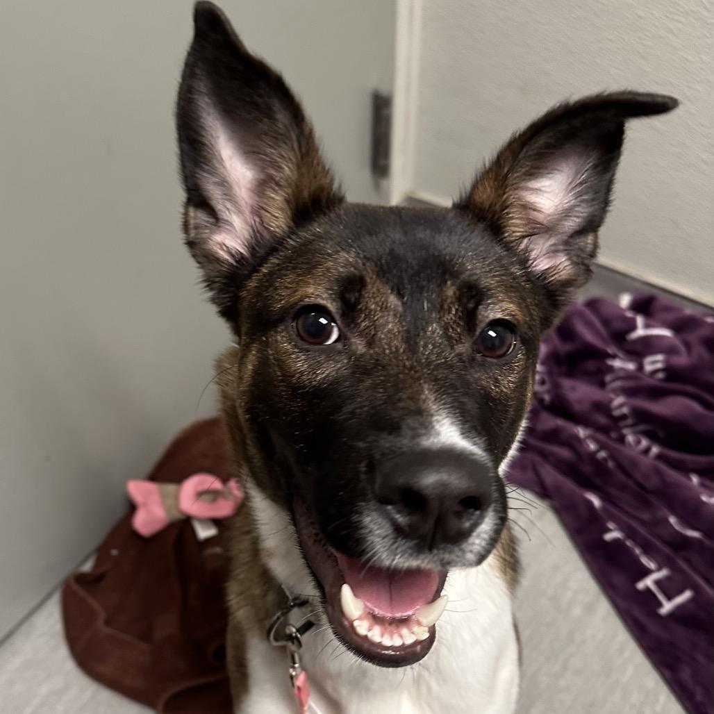 Enlarge Jasmine, a Adoptable mixed breed in Columbia Station, OH image 3/6