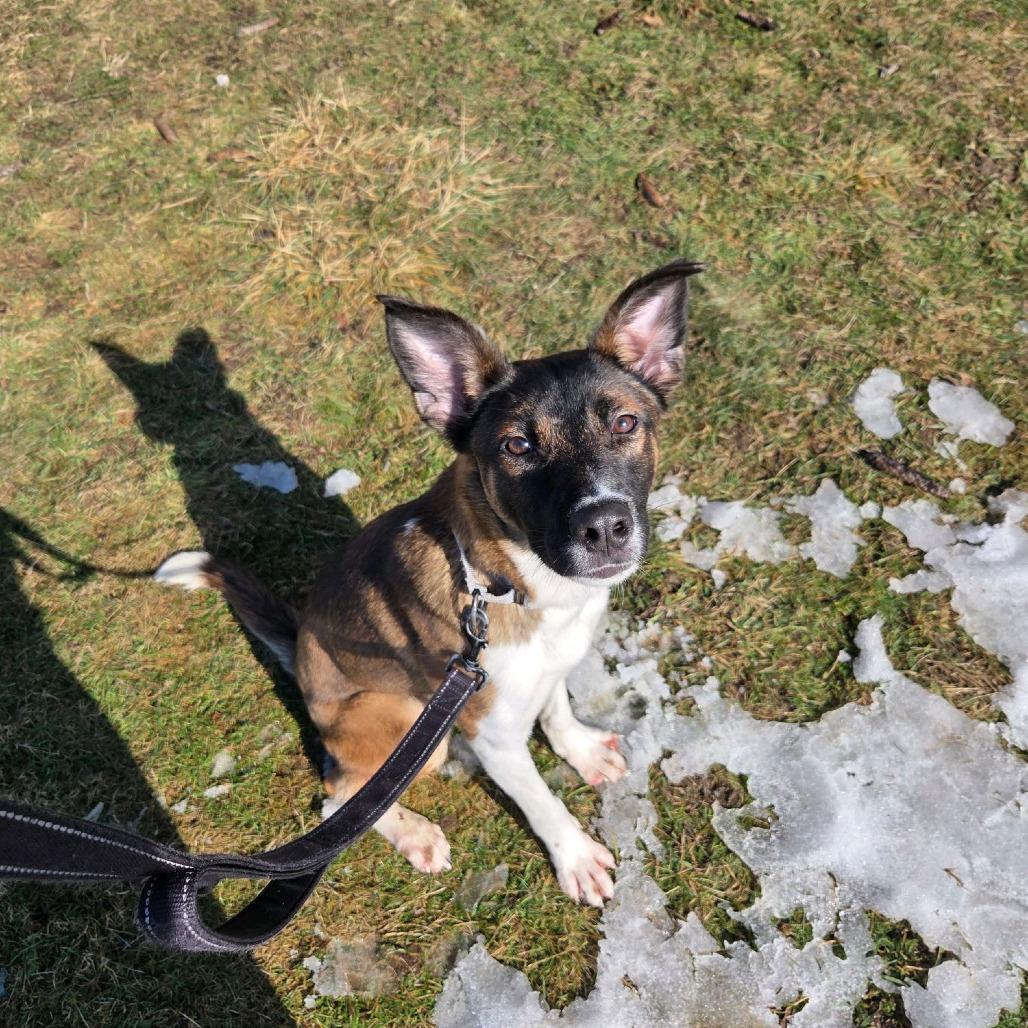 Enlarge Jasmine, a Adoptable mixed breed in Columbia Station, OH image 4/6