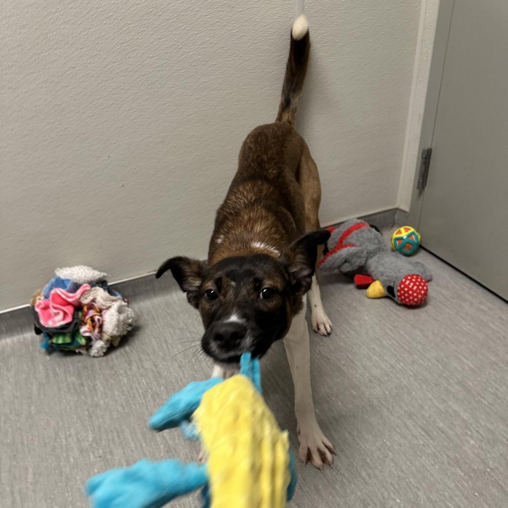 Enlarge Jasmine, a Adoptable mixed breed in Columbia Station, OH image 5/6