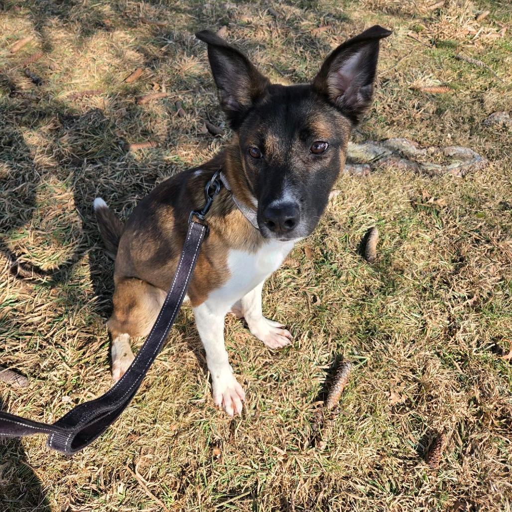 Enlarge Jasmine, a Adoptable mixed breed in Columbia Station, OH image 6/6
