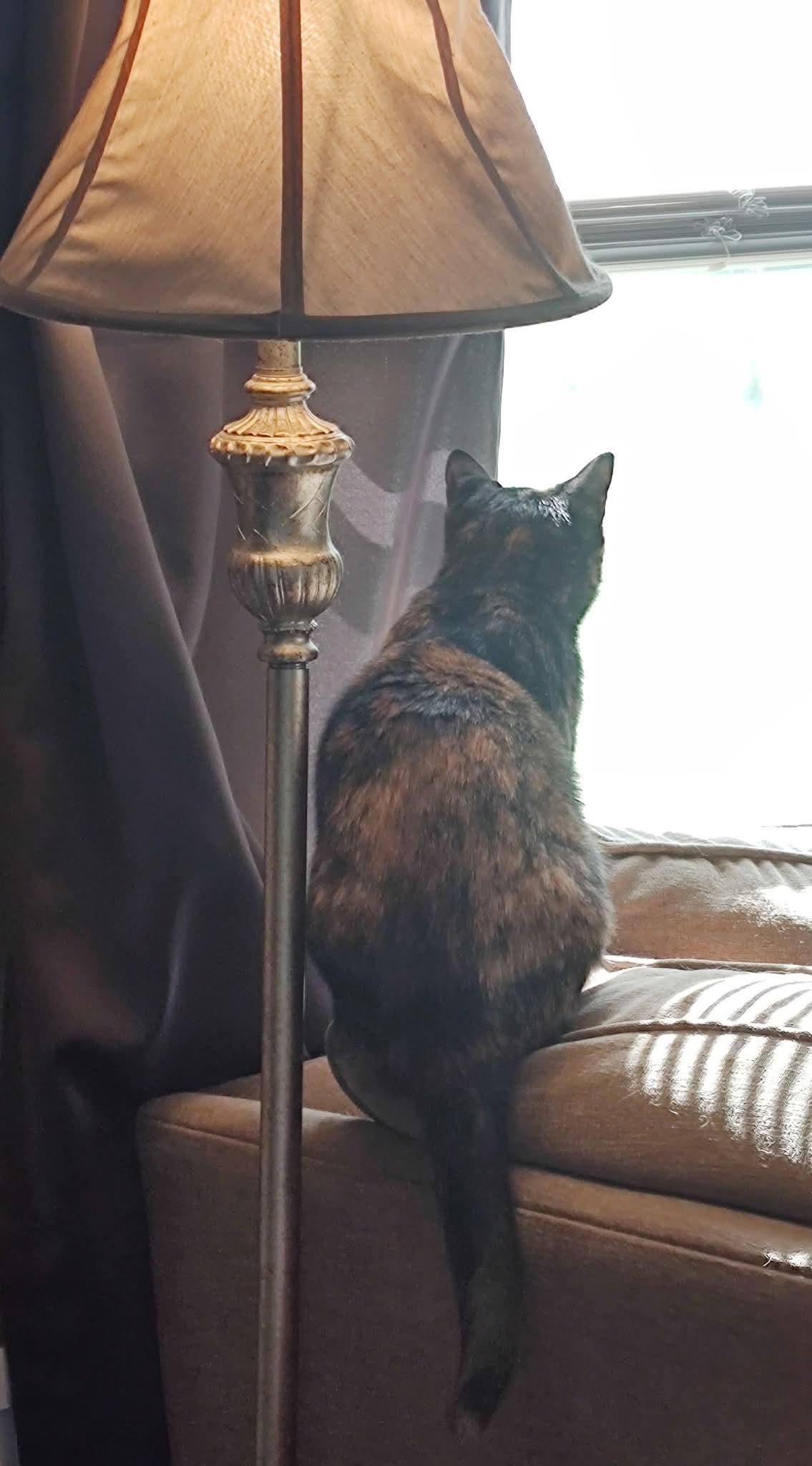 Veggie, Adoptable, Young Female Domestic Short Hair.