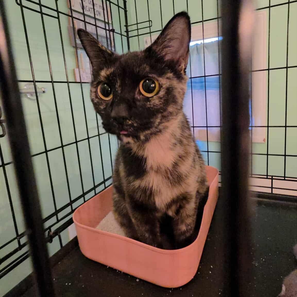 Veggie, a Adoptable Domestic Short Hair in Beulaville, NC image 4/6