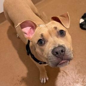 Enlarge Malcolm, an adopted mixed breed in Chicago, IL image 5/5