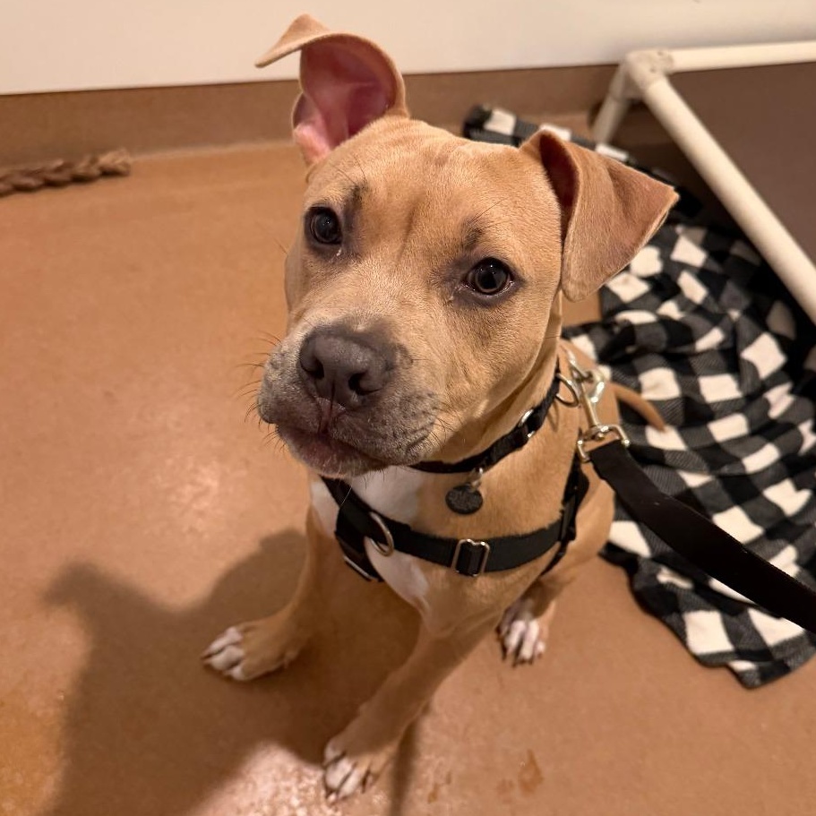 Enlarge Malcolm, an adopted mixed breed in Chicago, IL image 3/5