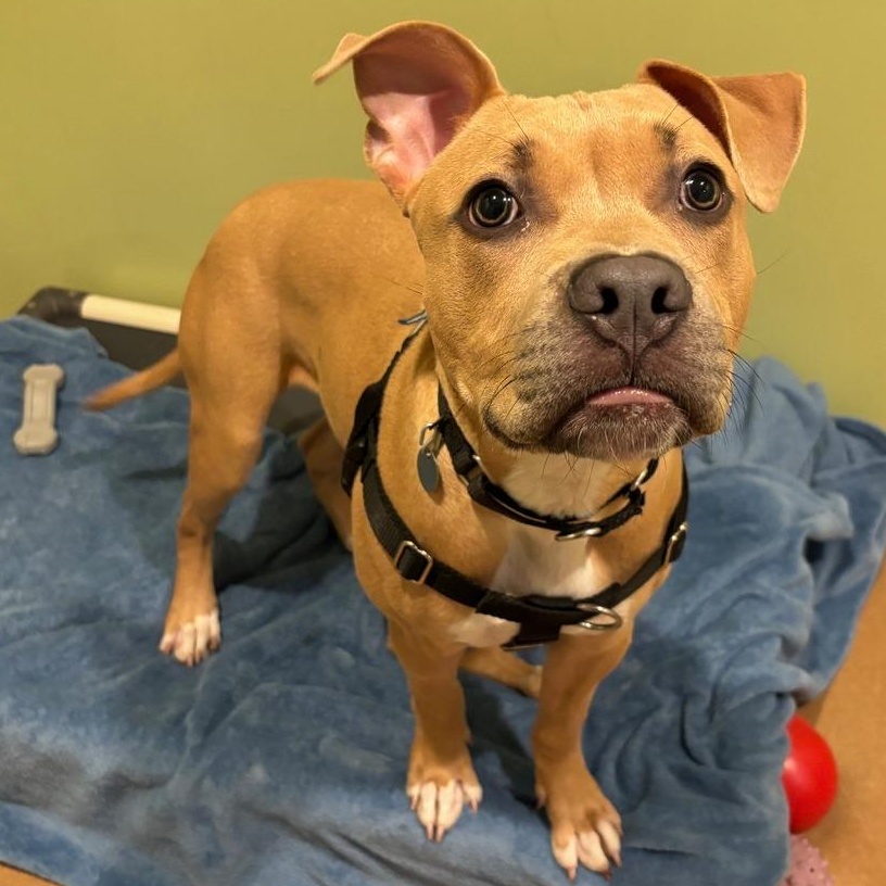 Enlarge Malcolm, an adopted mixed breed in Chicago, IL image 4/5