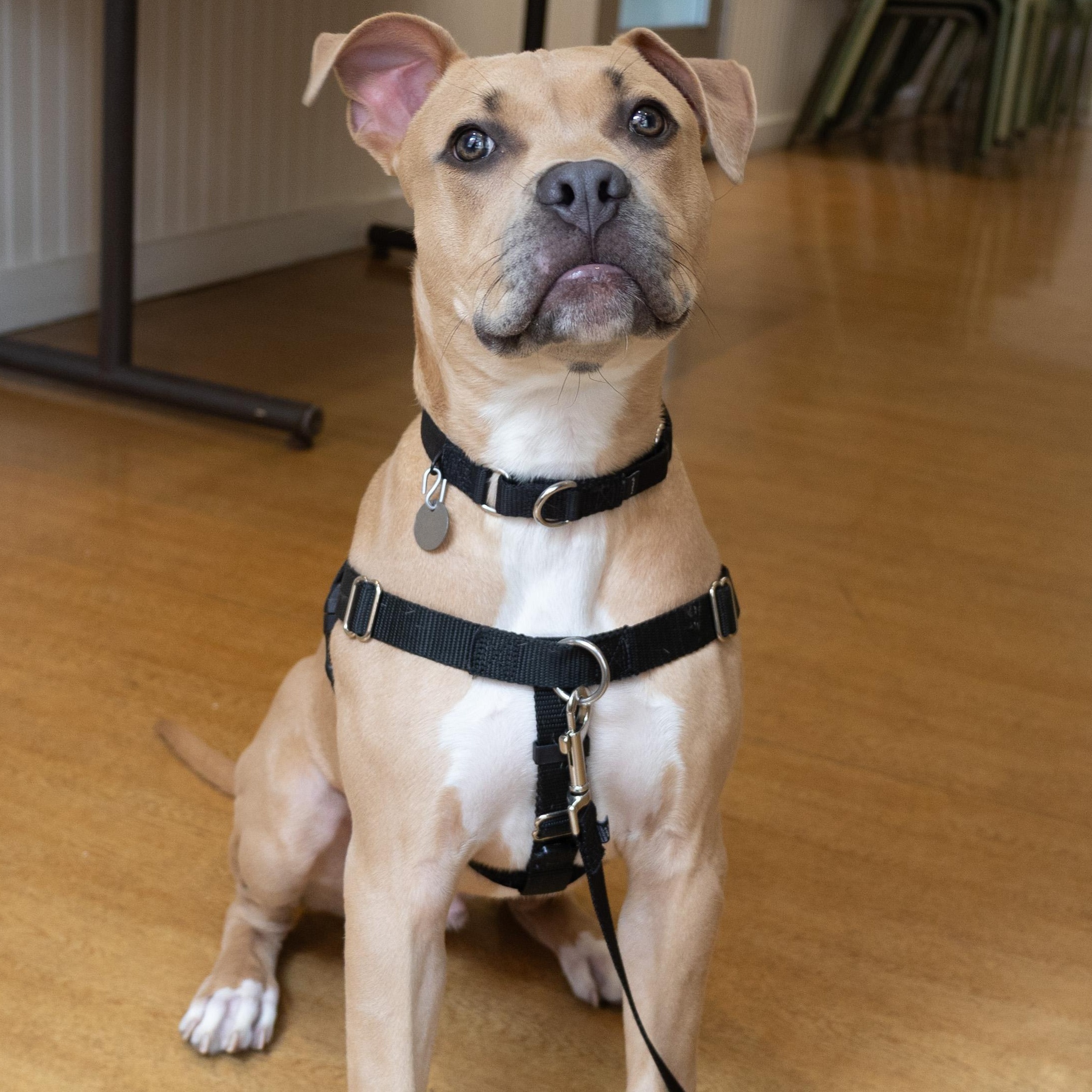 Malcolm, adopted, Young Male Mixed Breed.