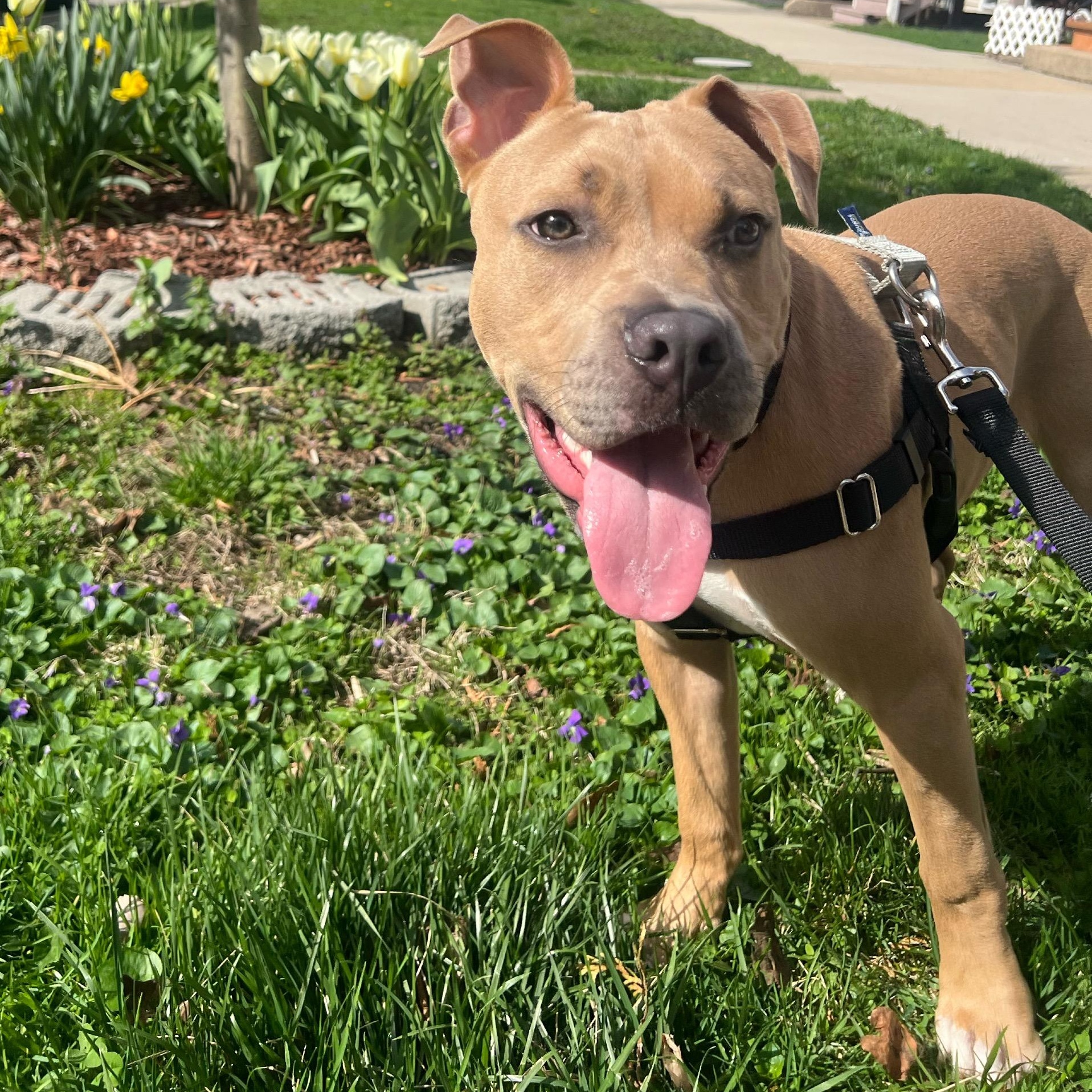 Enlarge Malcolm, an adopted mixed breed in Chicago, IL image 2/5