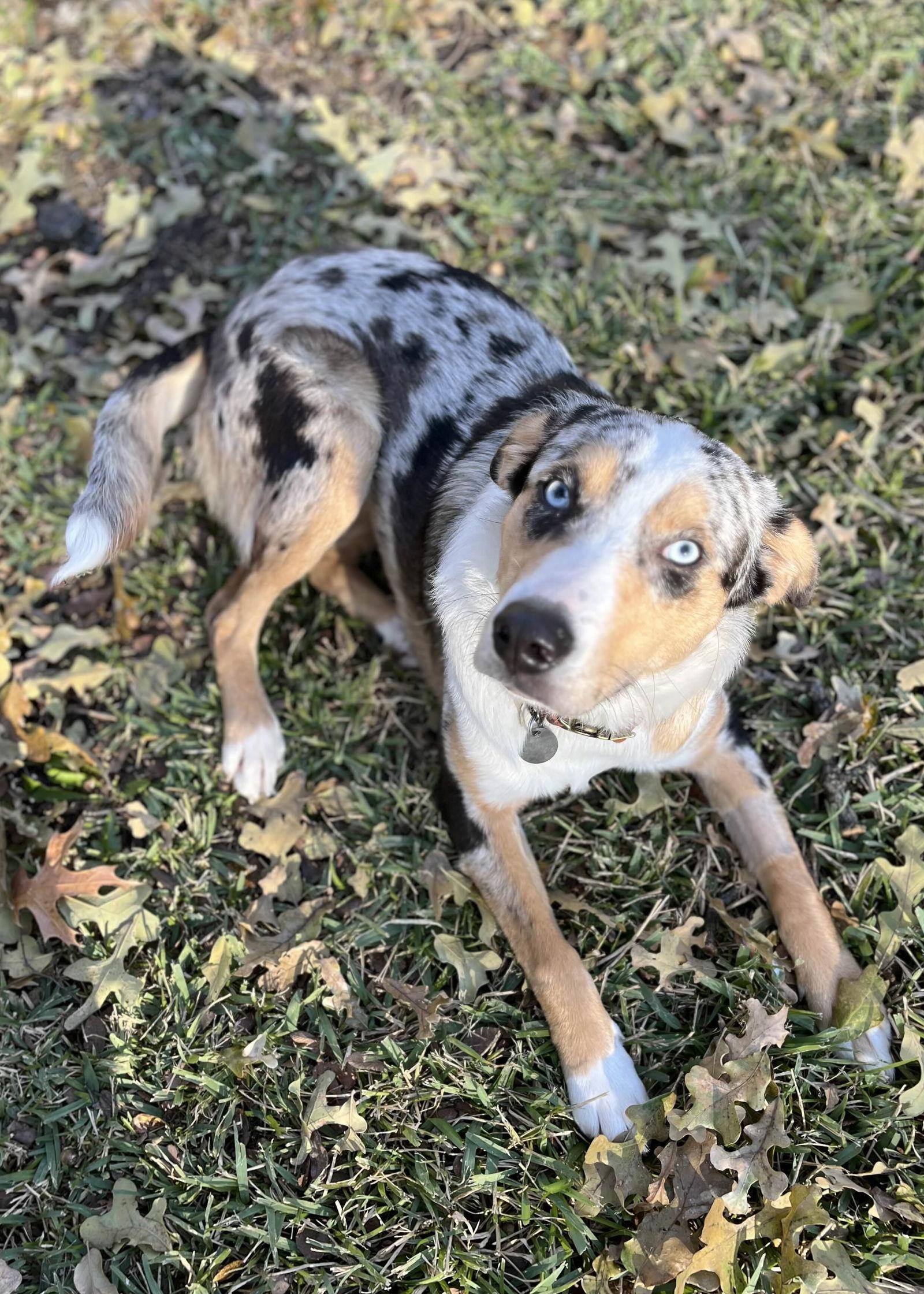 Brittany, Adoptable, Young Female Australian Shepherd.