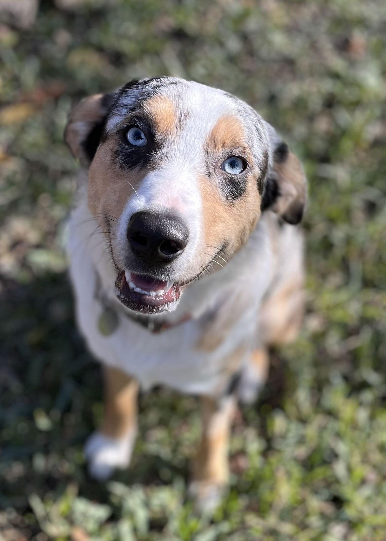 Enlarge Brittany, a Adoptable Australian Shepherd in Fort Worth, TX image 2/3