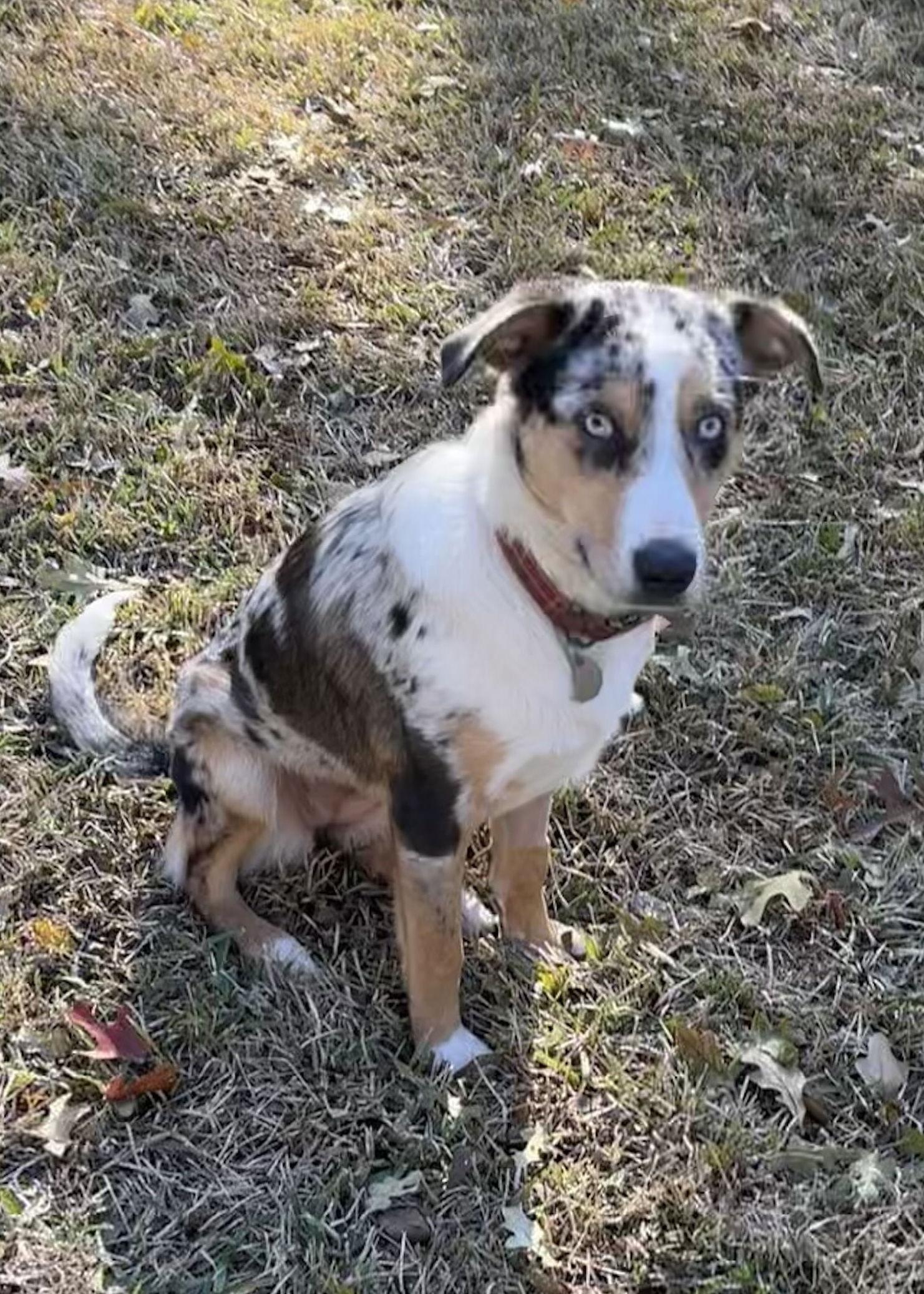 Enlarge Brittany, a Adoptable Australian Shepherd in Fort Worth, TX image 3/3