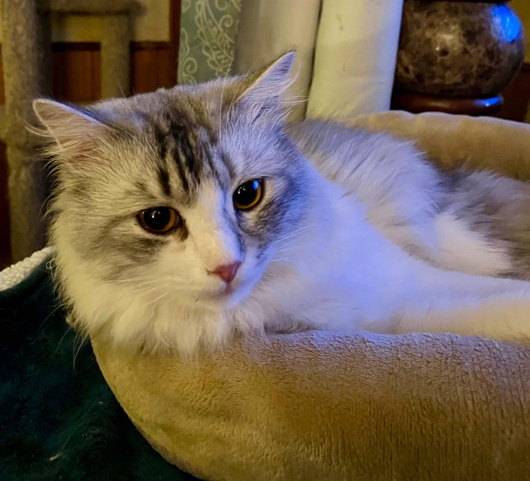 Smokey, Adoptable, Adult Male Persian.