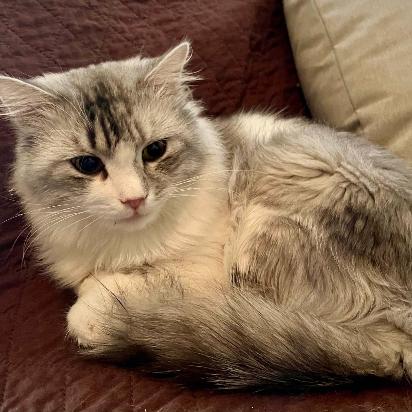 Smokey, a Adoptable mixed breed in Ennis, TX image 2/3