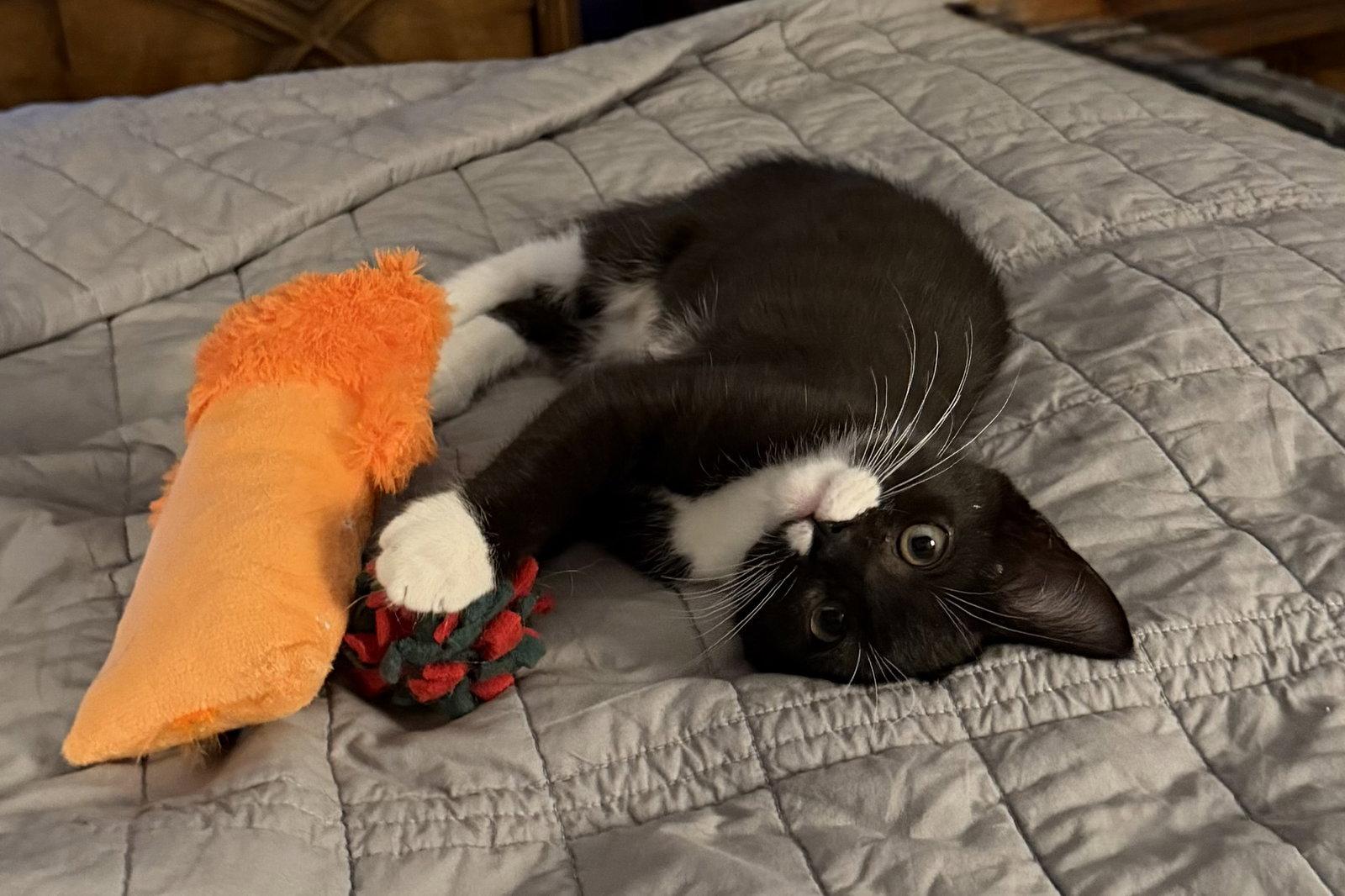 Sylvester, a Adoptable Domestic Short Hair in West Palm Beach, FL image 1/3