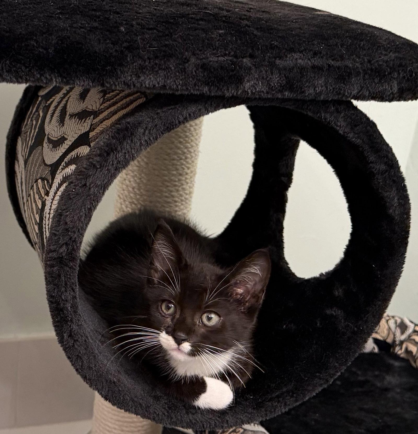 Sylvester, a Adoptable Domestic Short Hair in West Palm Beach, FL image 2/3