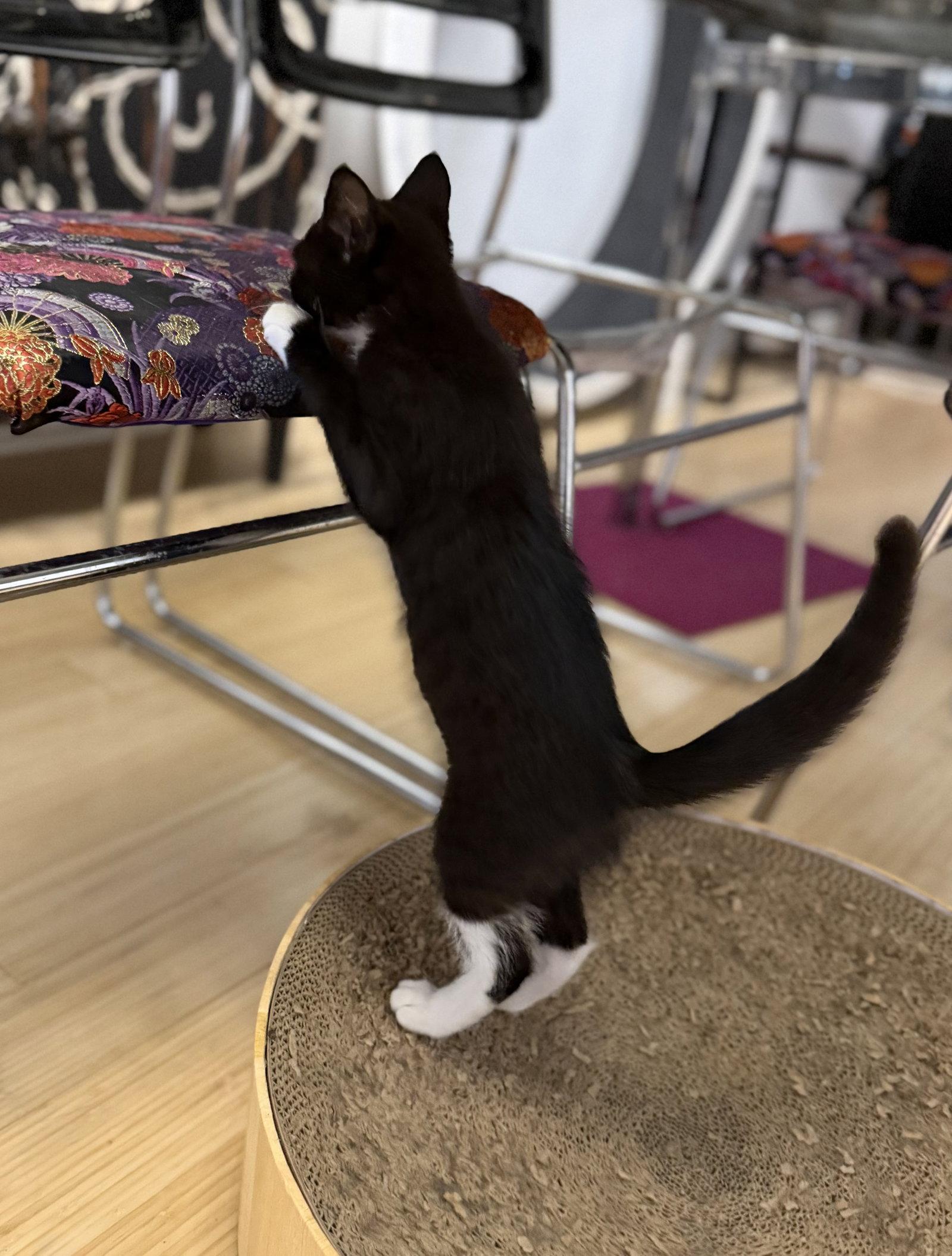 Sylvester, a Adoptable Domestic Short Hair in West Palm Beach, FL image 3/3