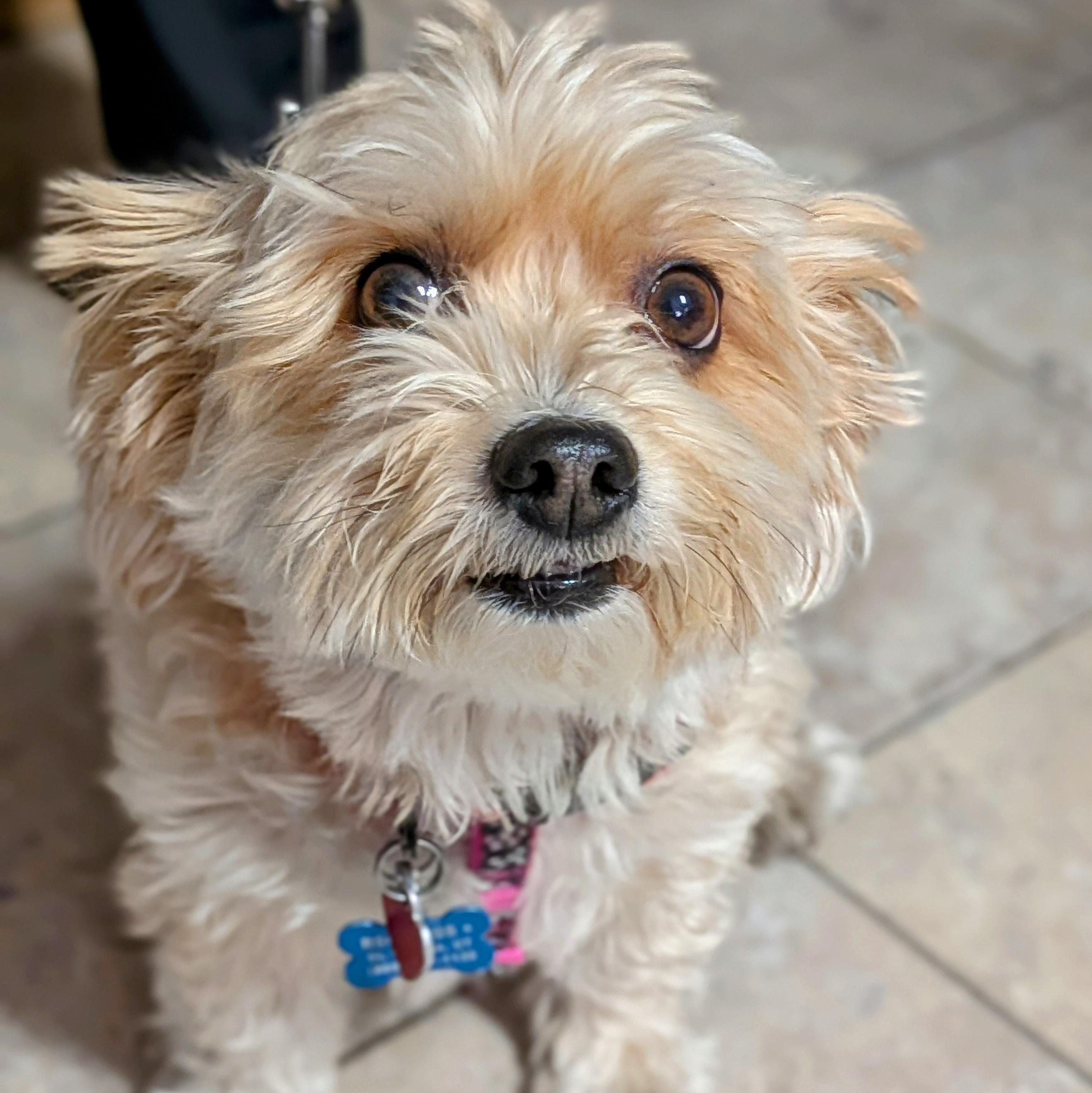 Enlarge Piper, an adopted mixed breed in St. George, UT image 5/5