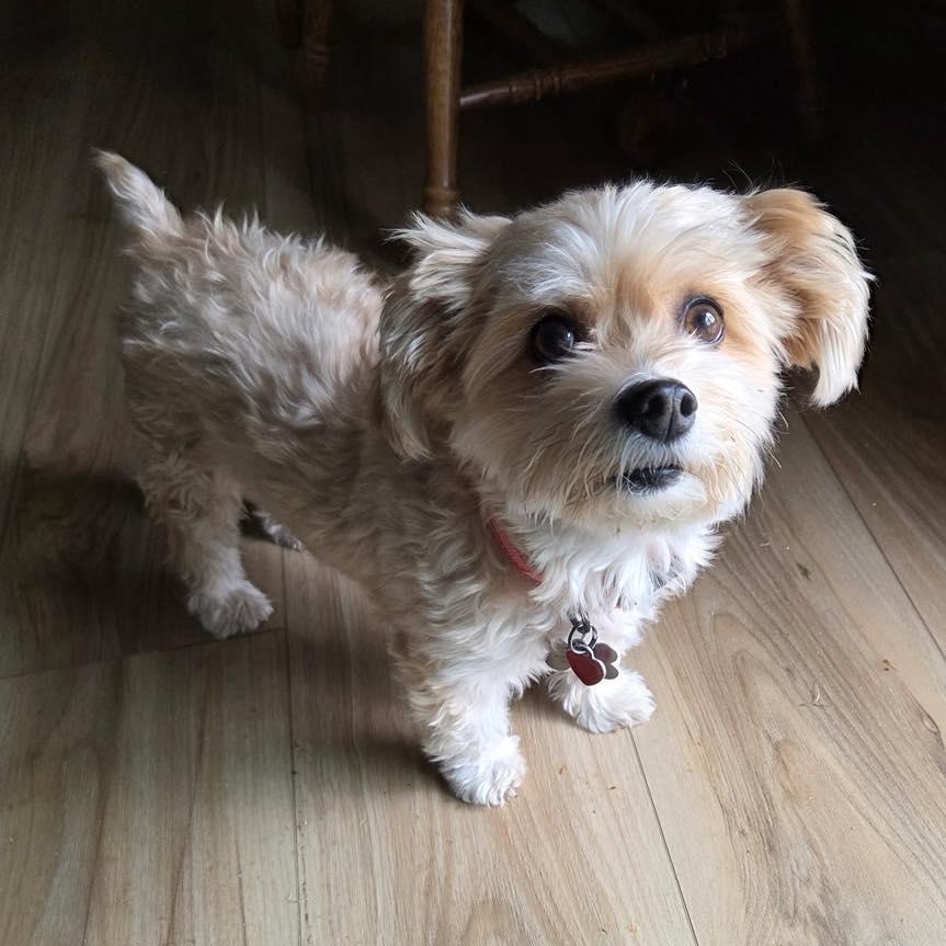 Enlarge Piper, an adopted mixed breed in St. George, UT image 1/5