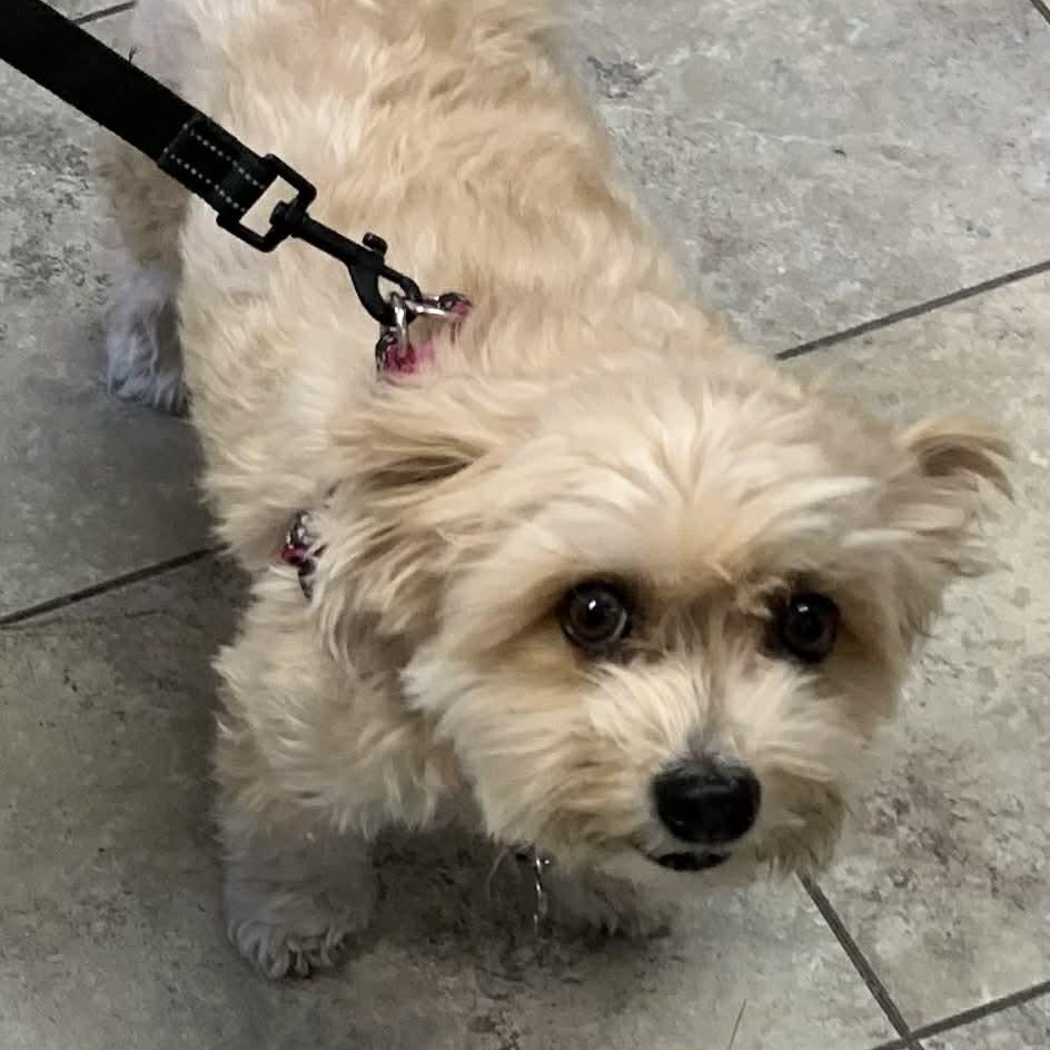 Enlarge Piper, an adopted mixed breed in St. George, UT image 2/5