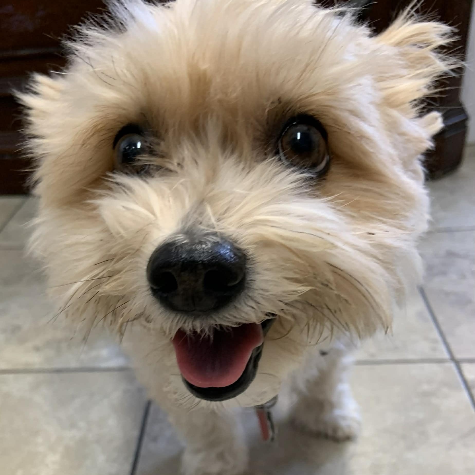 Enlarge Piper, an adopted mixed breed in St. George, UT image 4/5