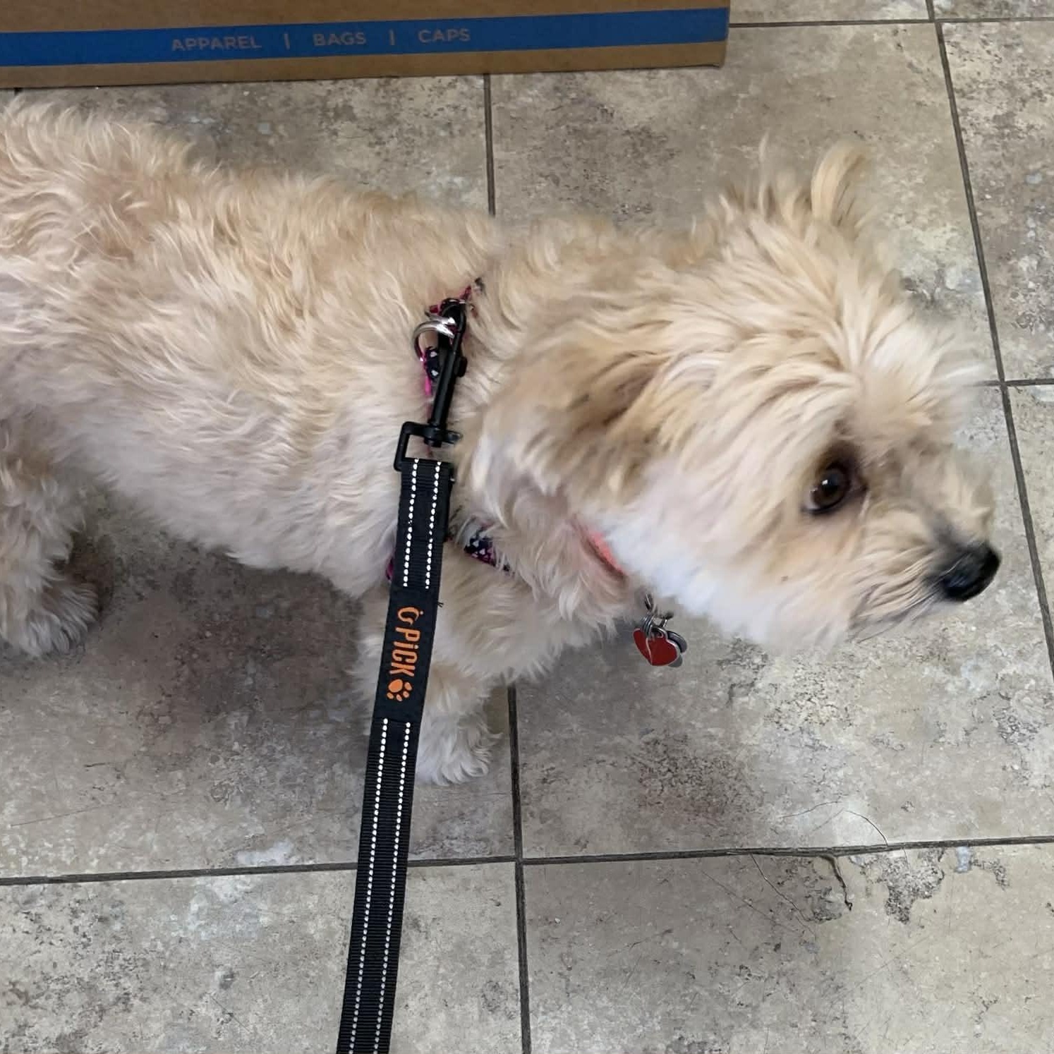 Enlarge Piper, an adopted mixed breed in St. George, UT image 3/5