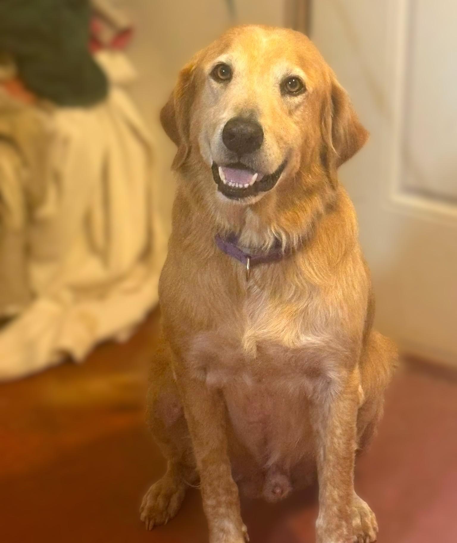 Moose, Adoptable, Senior Male Golden Retriever.