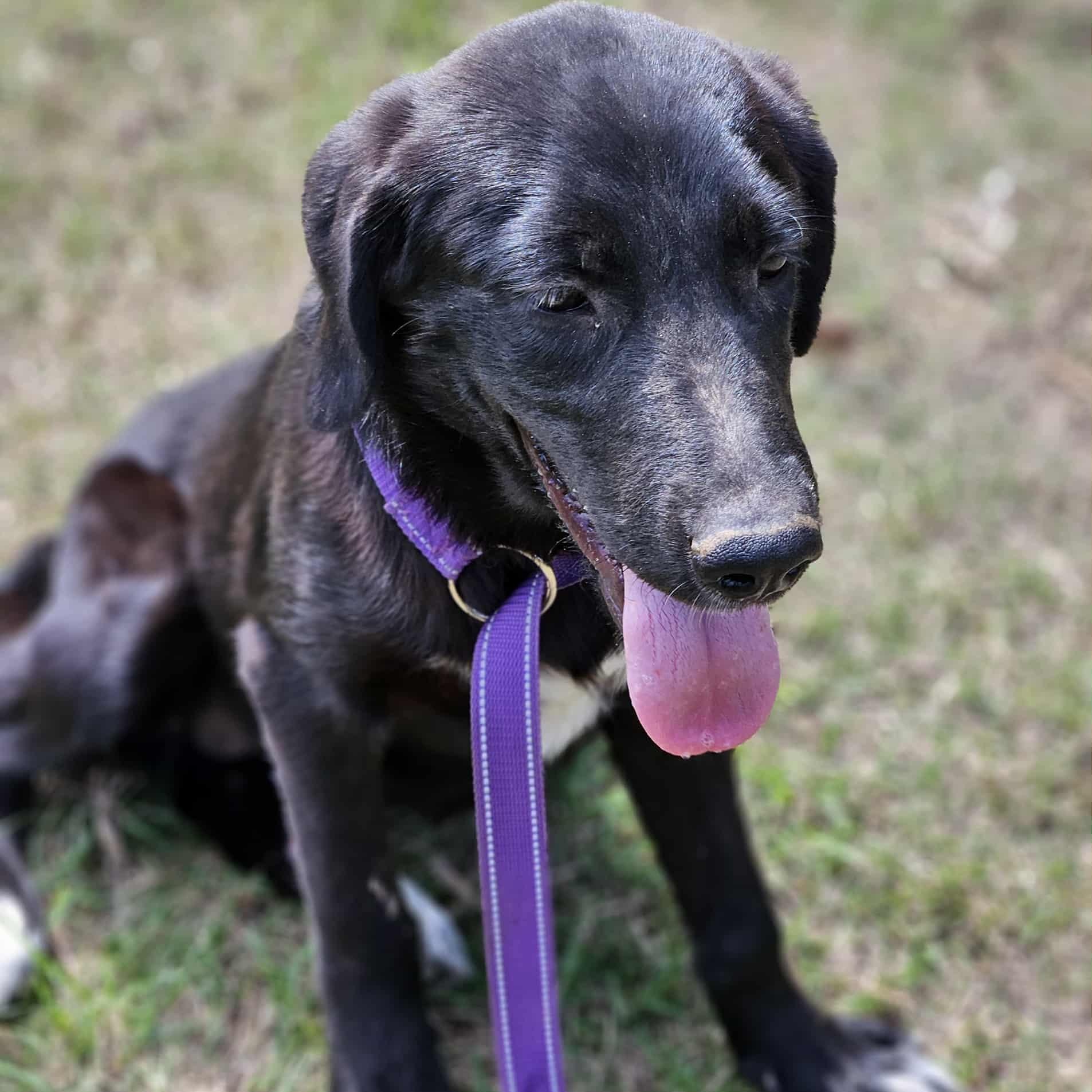 Enlarge Franny (Located In Louisiana), a Adopted mixed breed in Bethpage, NY image 5/6