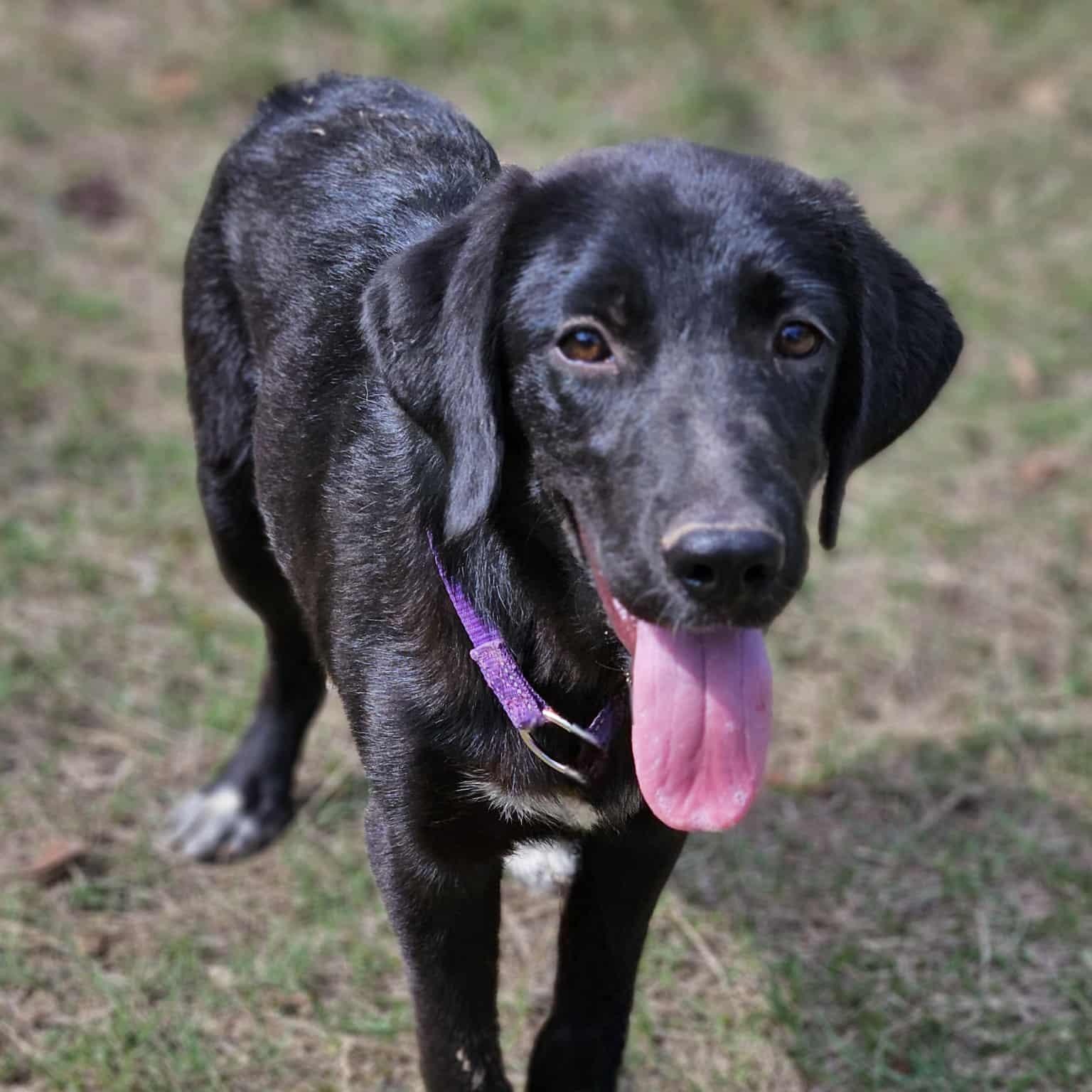 Enlarge Franny (Located In Louisiana), a Adopted mixed breed in Bethpage, NY image 4/6