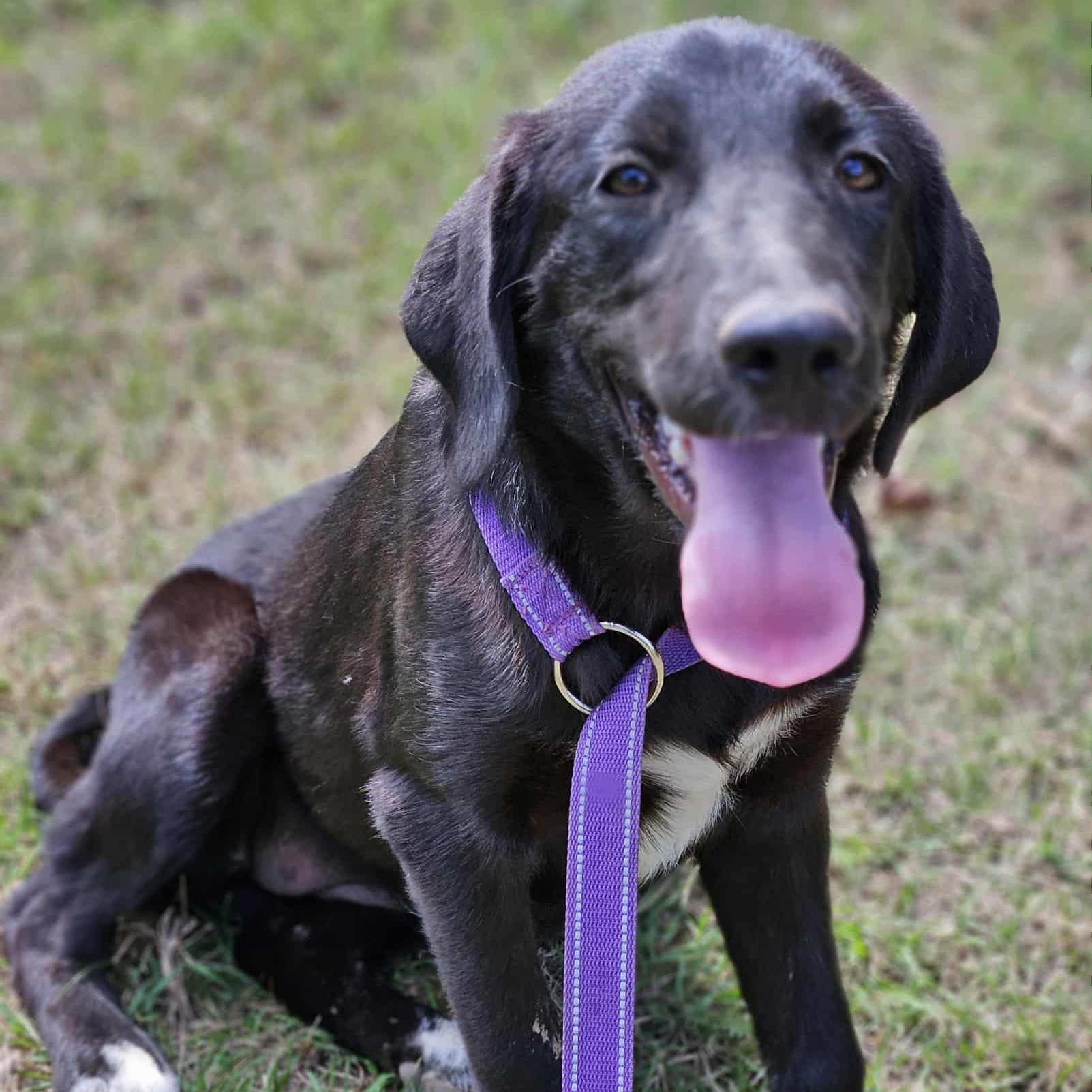 Enlarge Franny (Located In Louisiana), a Adopted mixed breed in Bethpage, NY image 3/6