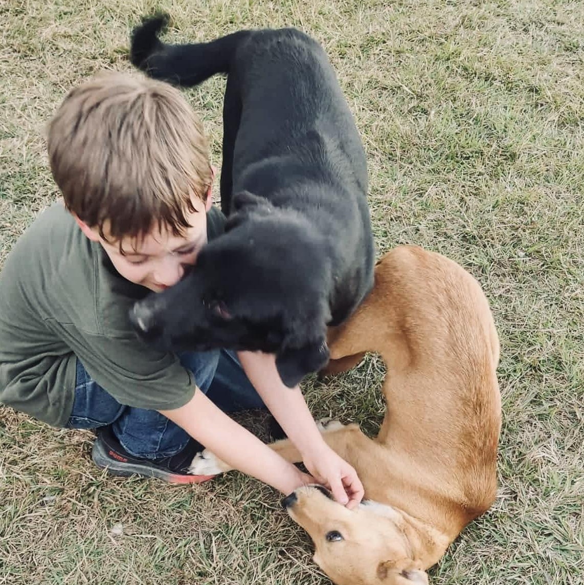 Enlarge Franny (Located In Louisiana), a Adopted mixed breed in Bethpage, NY image 2/6