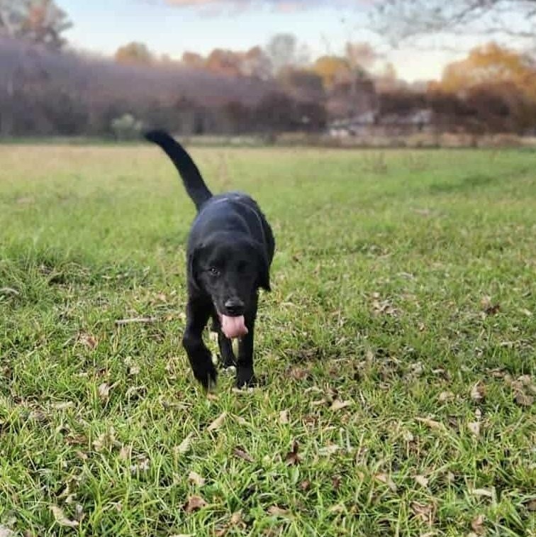 Franny (Located In Louisiana), Adopted, Puppy Female Black Labrador Retriever.