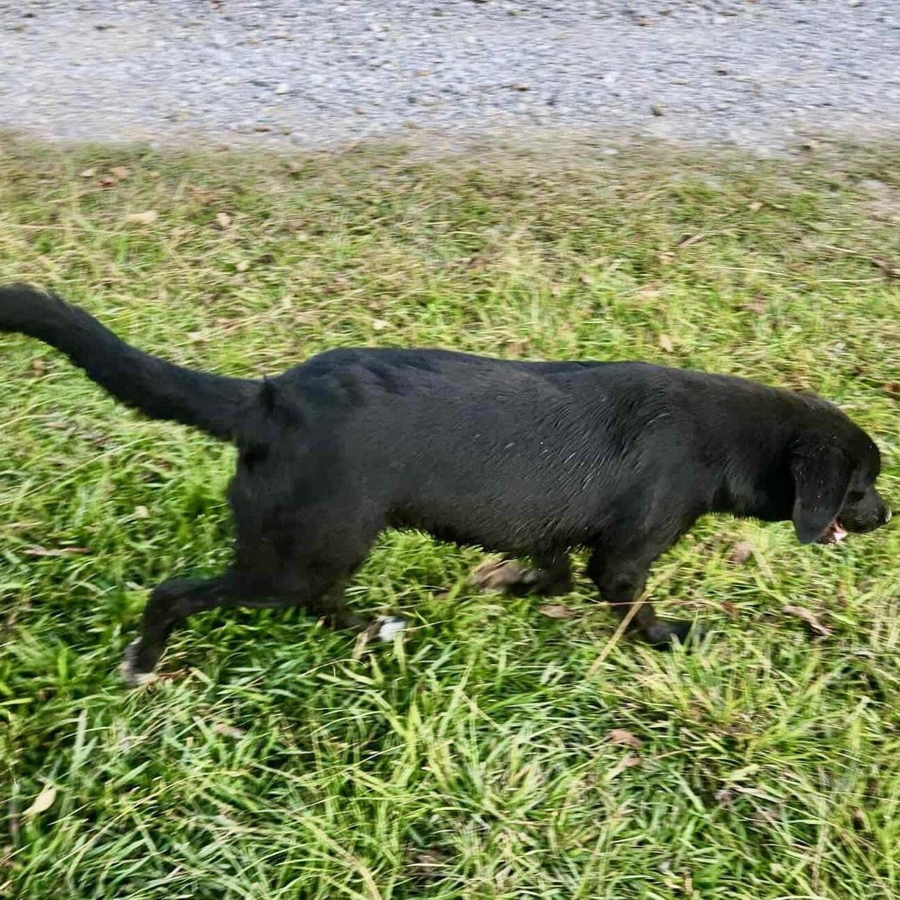 Enlarge Franny (Located In Louisiana), a Adopted mixed breed in Bethpage, NY image 6/6