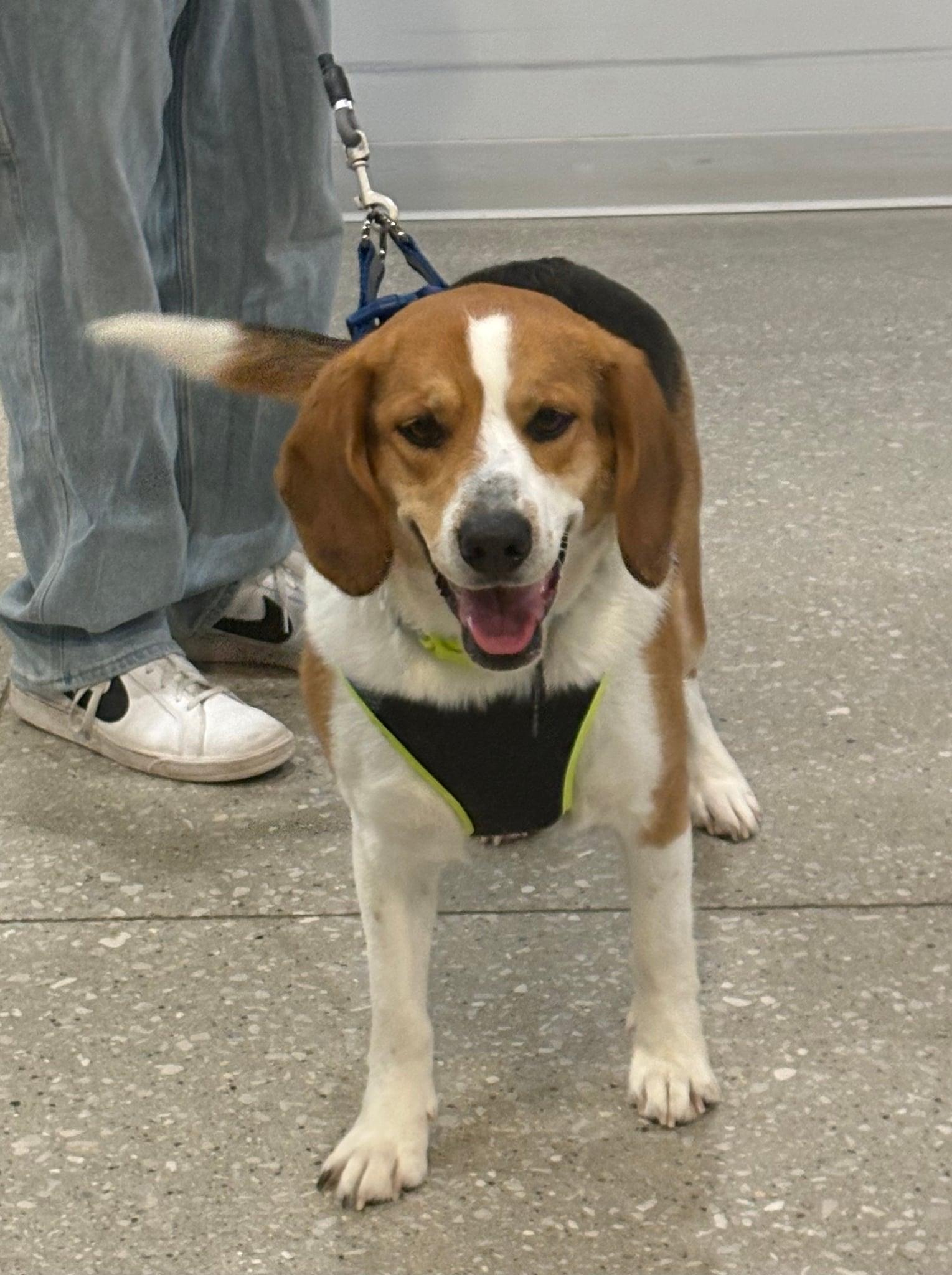 Major, Adoptable, Adult Male Basset Hound & Corgi.