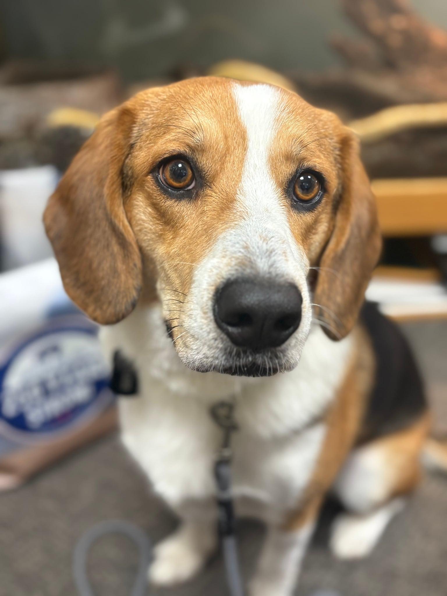 Enlarge Major, a Adoptable mixed breed in Council Bluffs, IA image 2/3