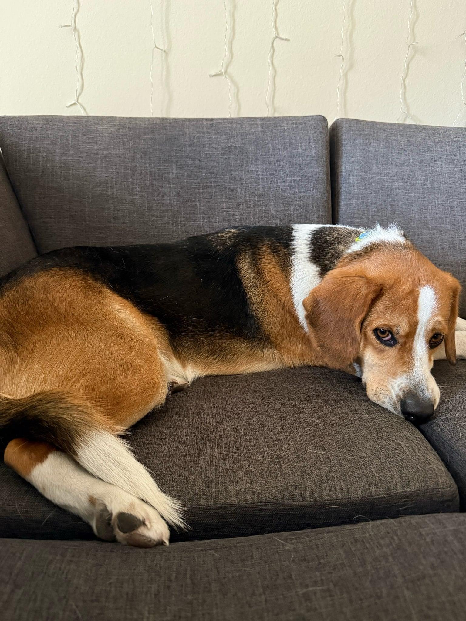 Enlarge Major, a Adoptable mixed breed in Council Bluffs, IA image 3/3