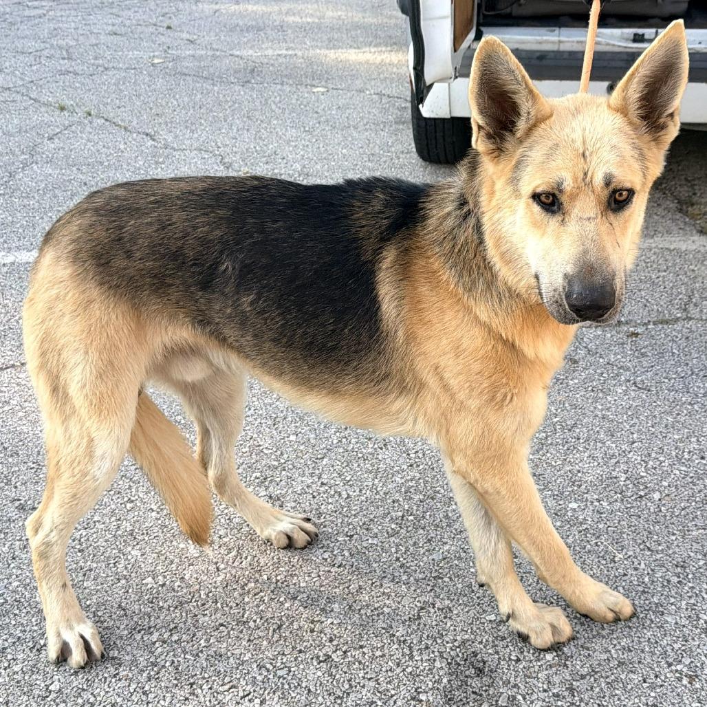 Lieutenant, Adoptable, Adult Male German Shepherd Dog.