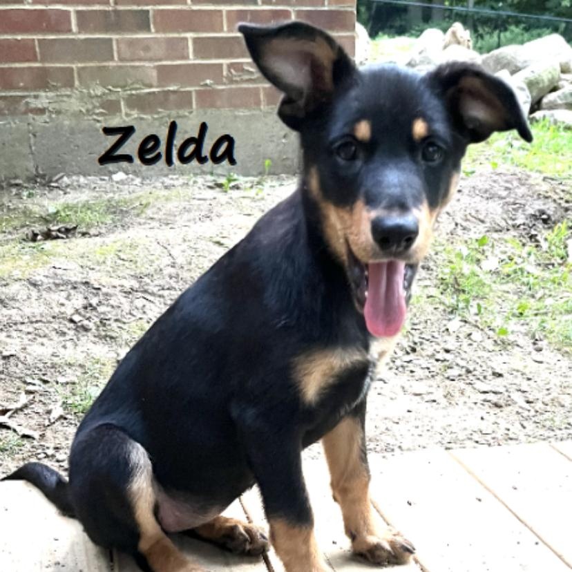 Zelda, Baby Female unknown