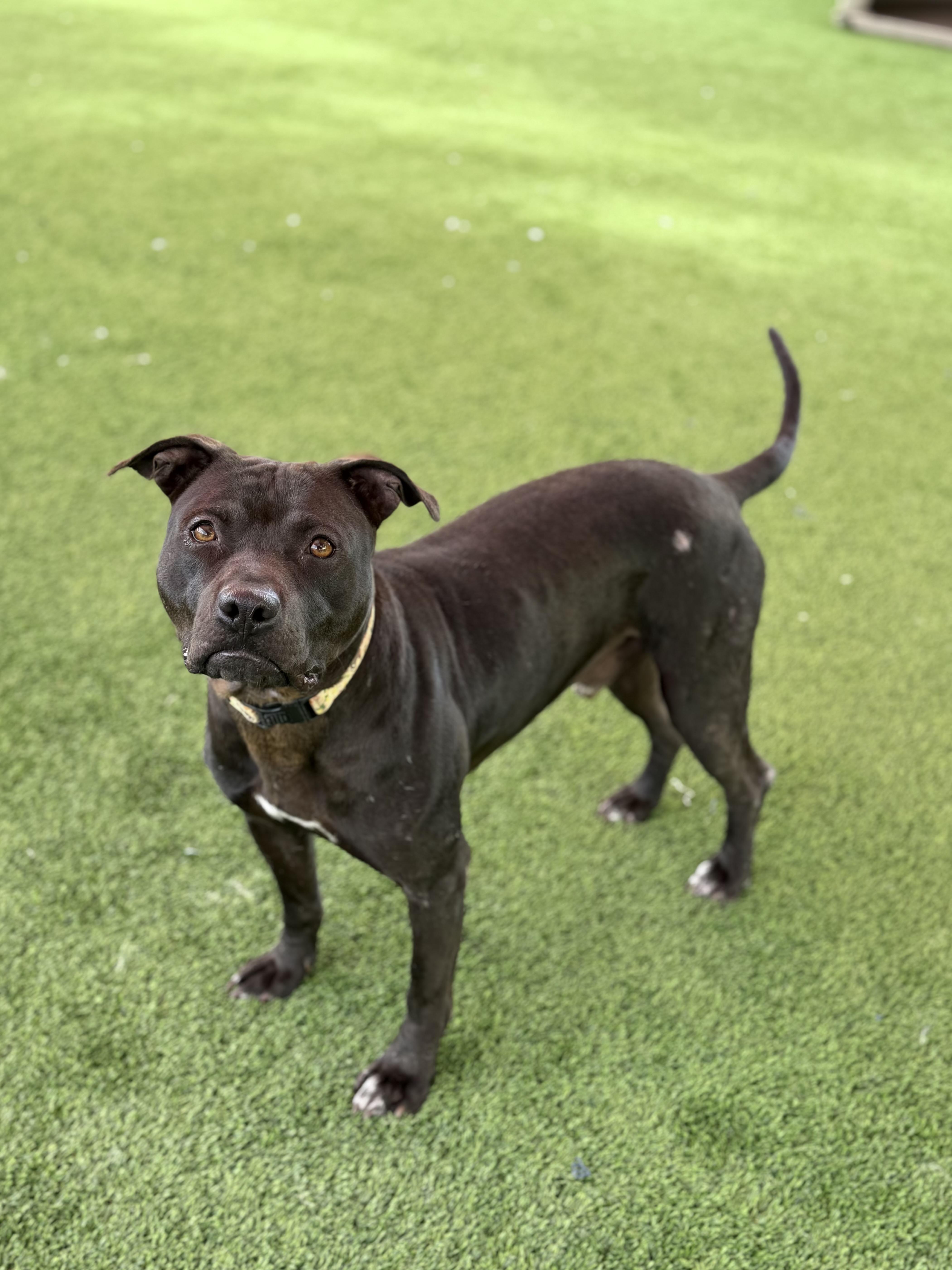 Enlarge Harrison, a ADOPTABLE mixed breed in Glendale, AZ image 3/4