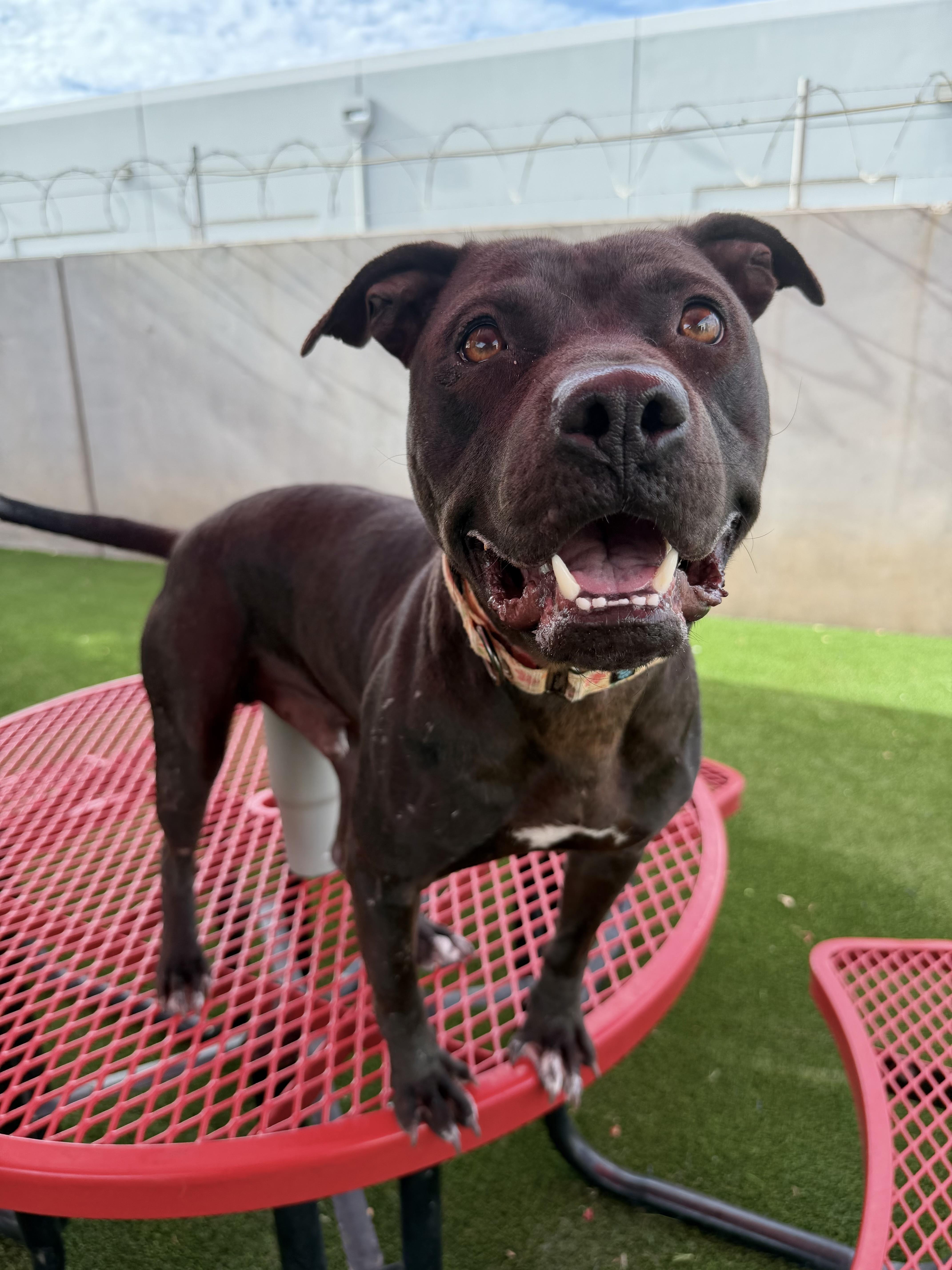 Enlarge Harrison, a ADOPTABLE mixed breed in Glendale, AZ image 1/4