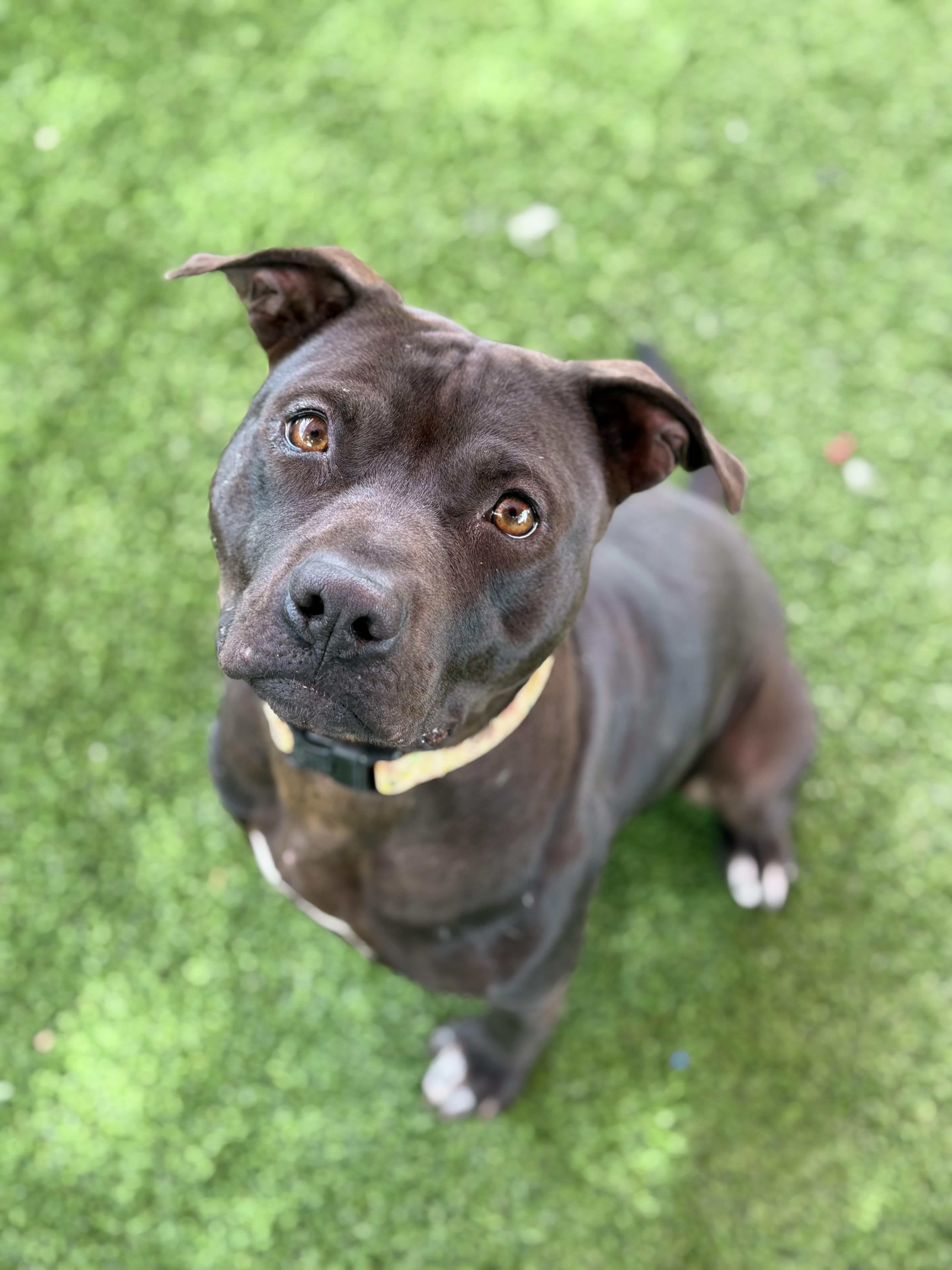 Enlarge Harrison, a ADOPTABLE mixed breed in Glendale, AZ image 2/4