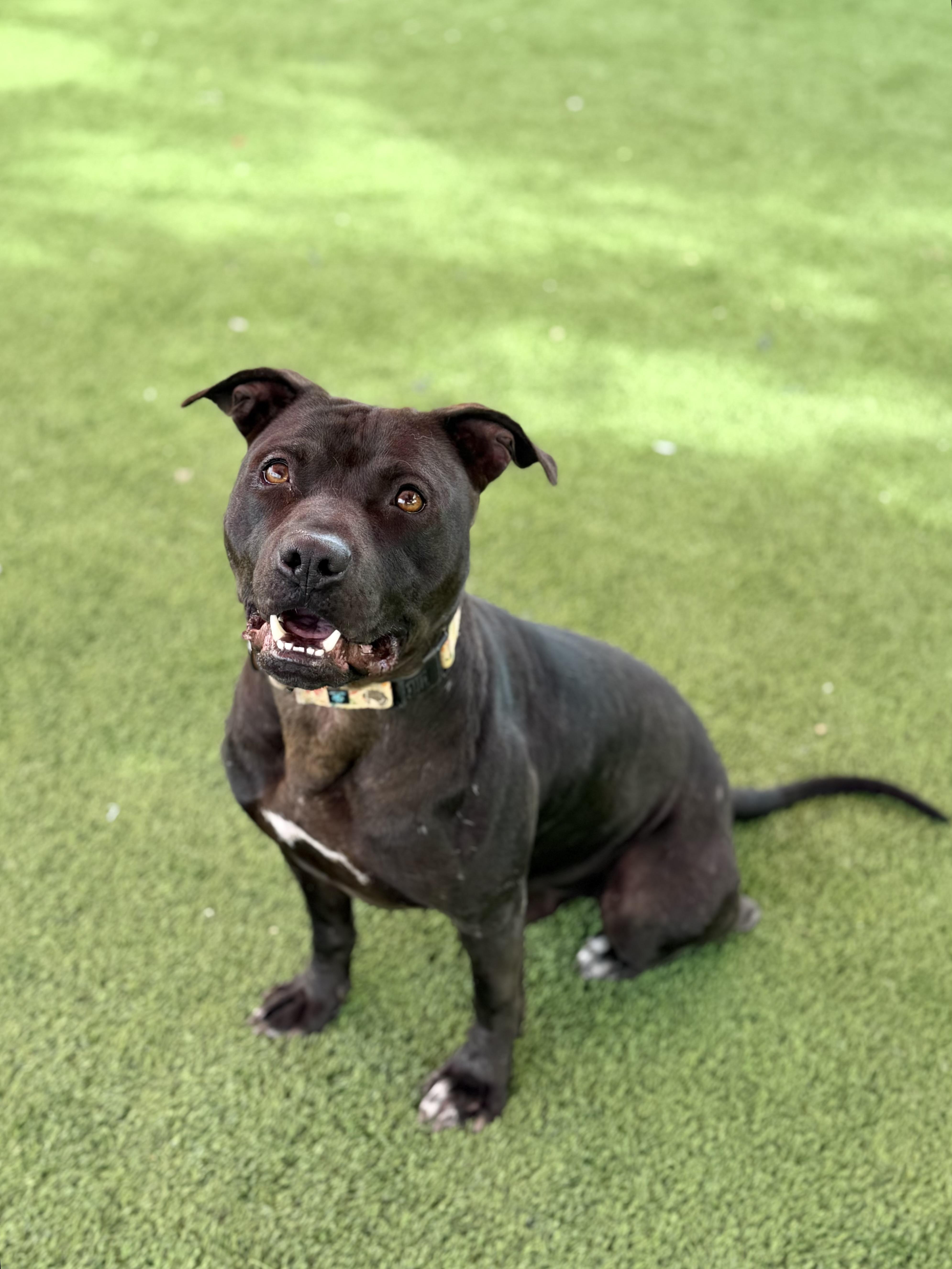 Enlarge Harrison, a ADOPTABLE mixed breed in Glendale, AZ image 4/4