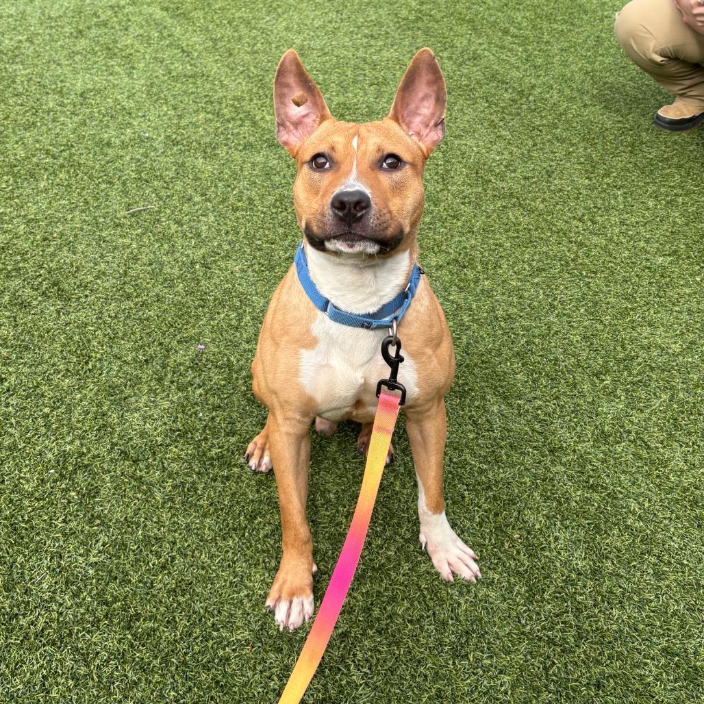 Enlarge Elliot, a Adoptable Mixed Breed in Pittsburgh, PA image 1/6