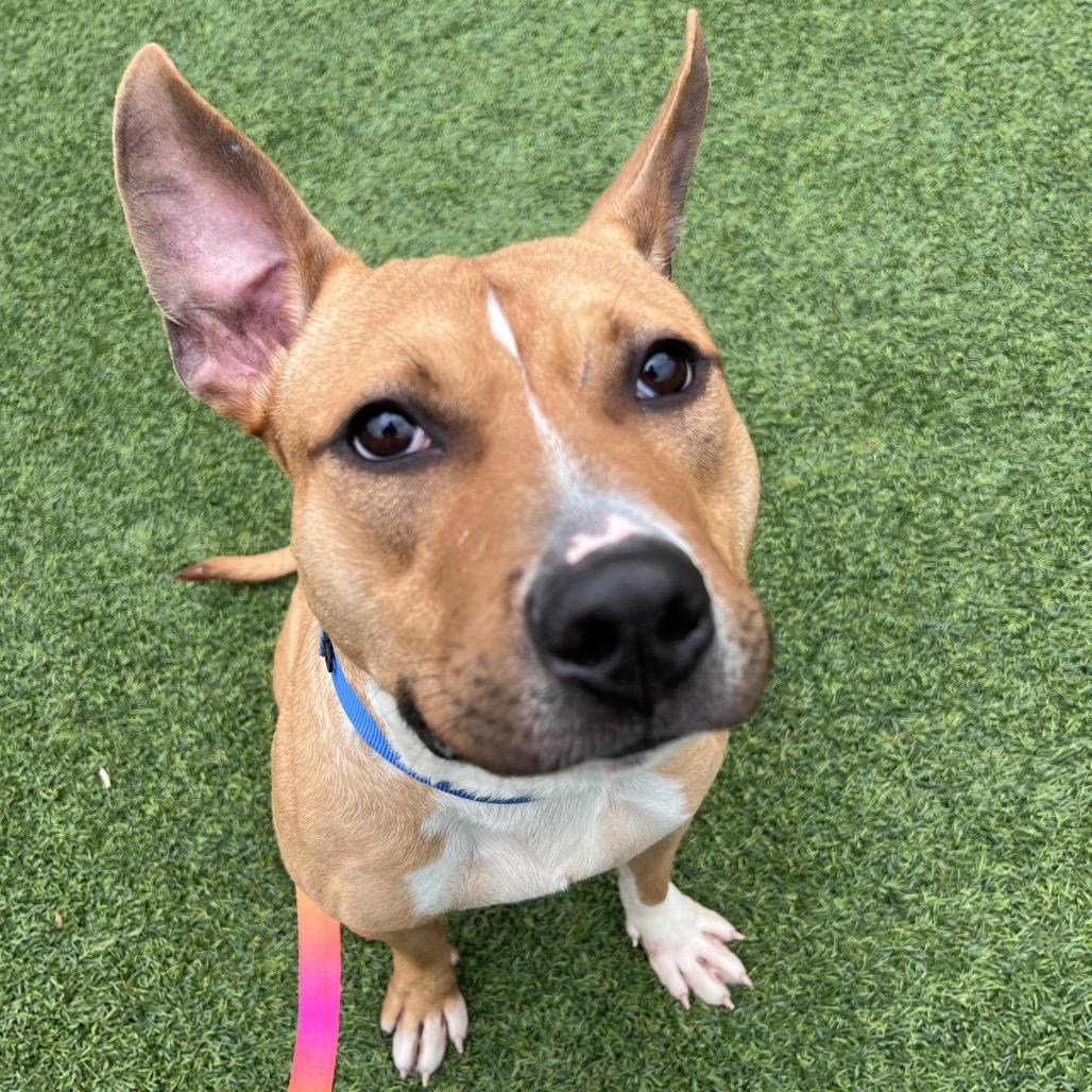 Enlarge Elliot, a Adoptable Mixed Breed in Pittsburgh, PA image 2/6