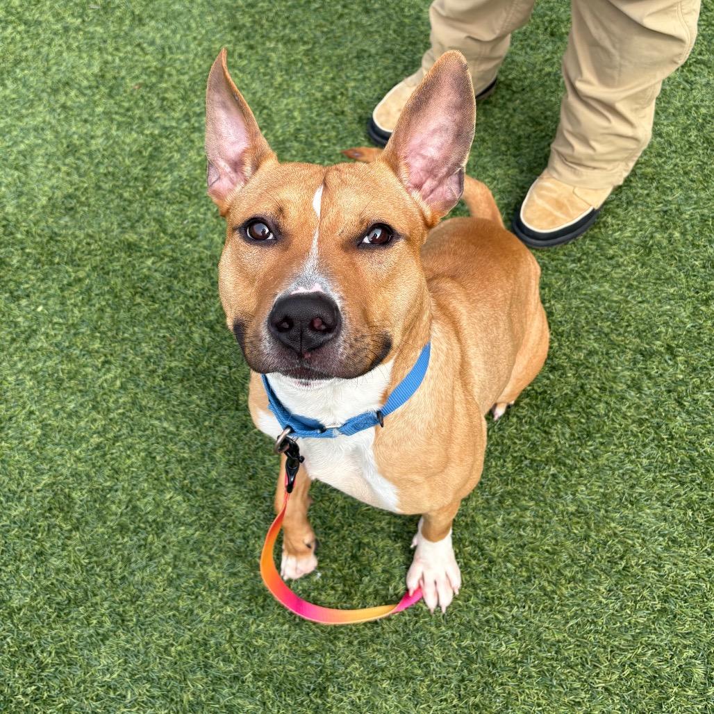 Enlarge Elliot, a Adoptable Mixed Breed in Pittsburgh, PA image 3/6