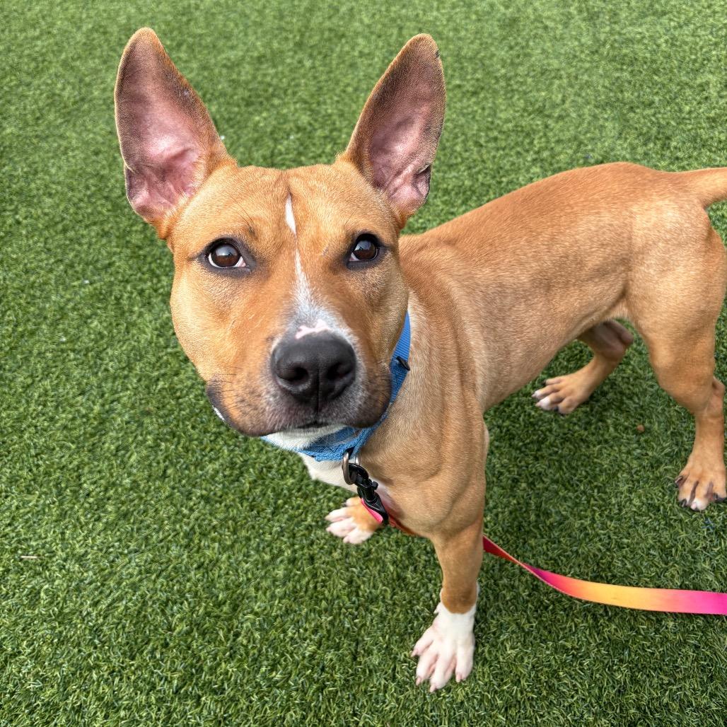 Enlarge Elliot, a Adoptable Mixed Breed in Pittsburgh, PA image 4/6