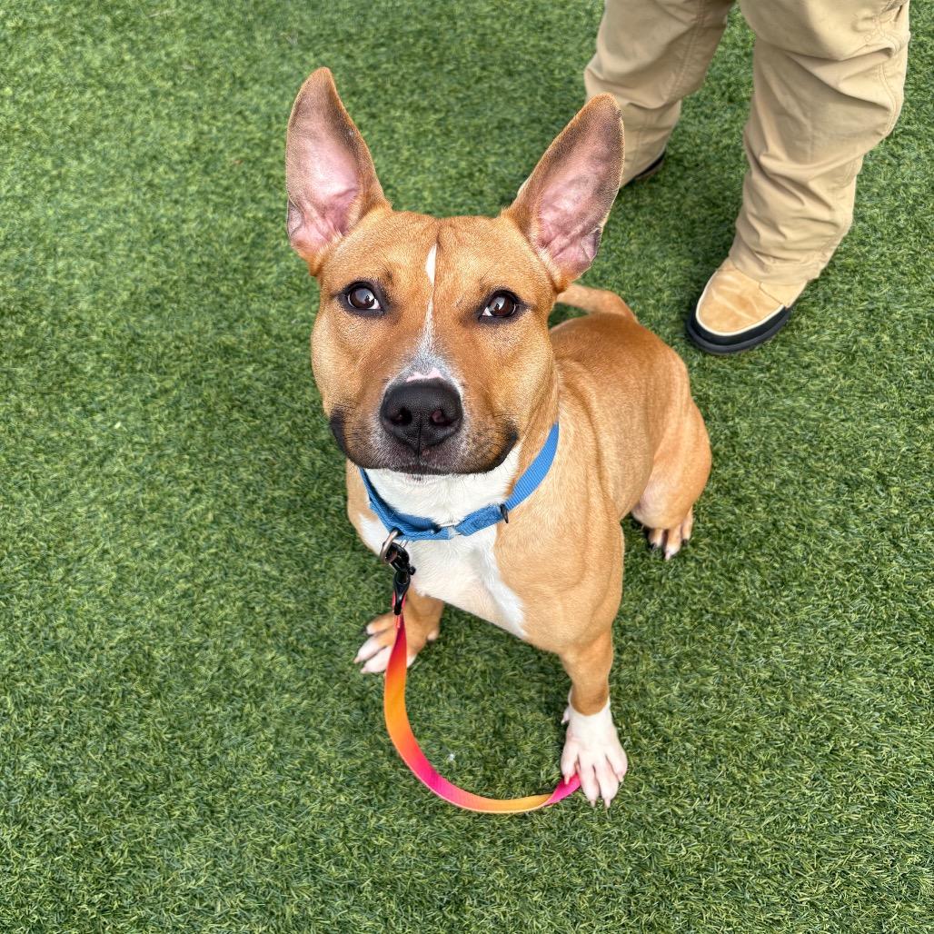 Enlarge Elliot, a Adoptable Mixed Breed in Pittsburgh, PA image 5/6