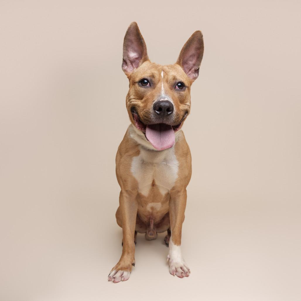 Enlarge Elliot, a Adoptable Mixed Breed in Pittsburgh, PA image 6/6