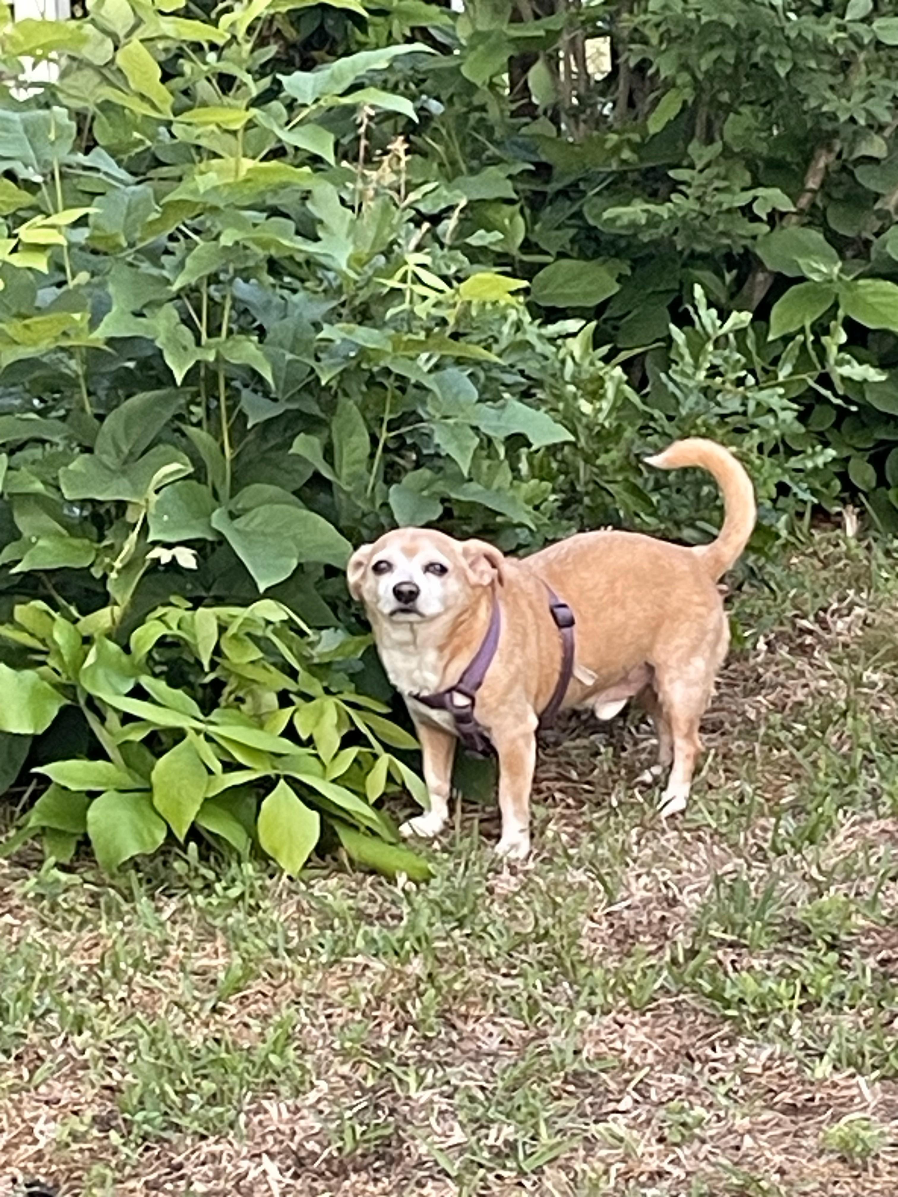 Lil Bunie, Adoptable, Senior Male Chihuahua.